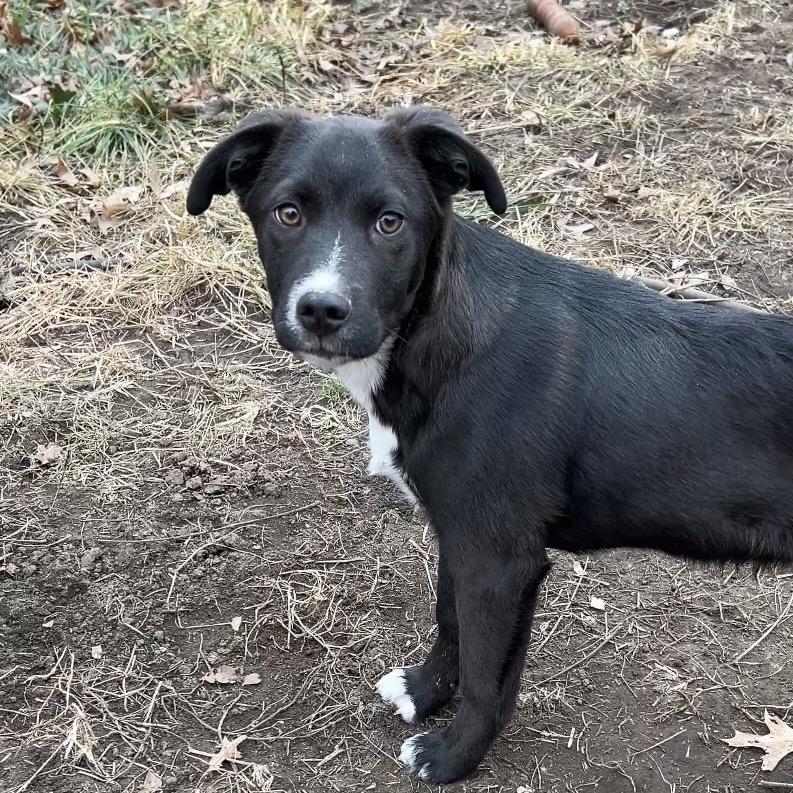 Enlarge Bronx, a Adoptable mixed breed in Kansas City, MO image 2/2