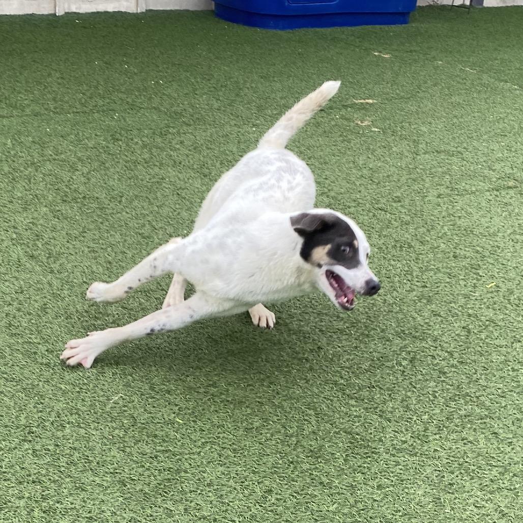 Milo 9506, Adoptable, Young Male Mixed Breed & None.