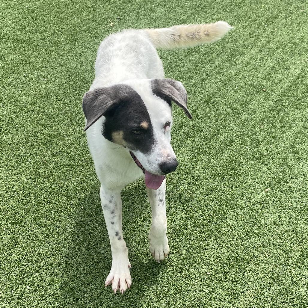 Enlarge Milo 9506, a Adoptable Mixed Breed in LOXAHATCHEE, FL image 2/5