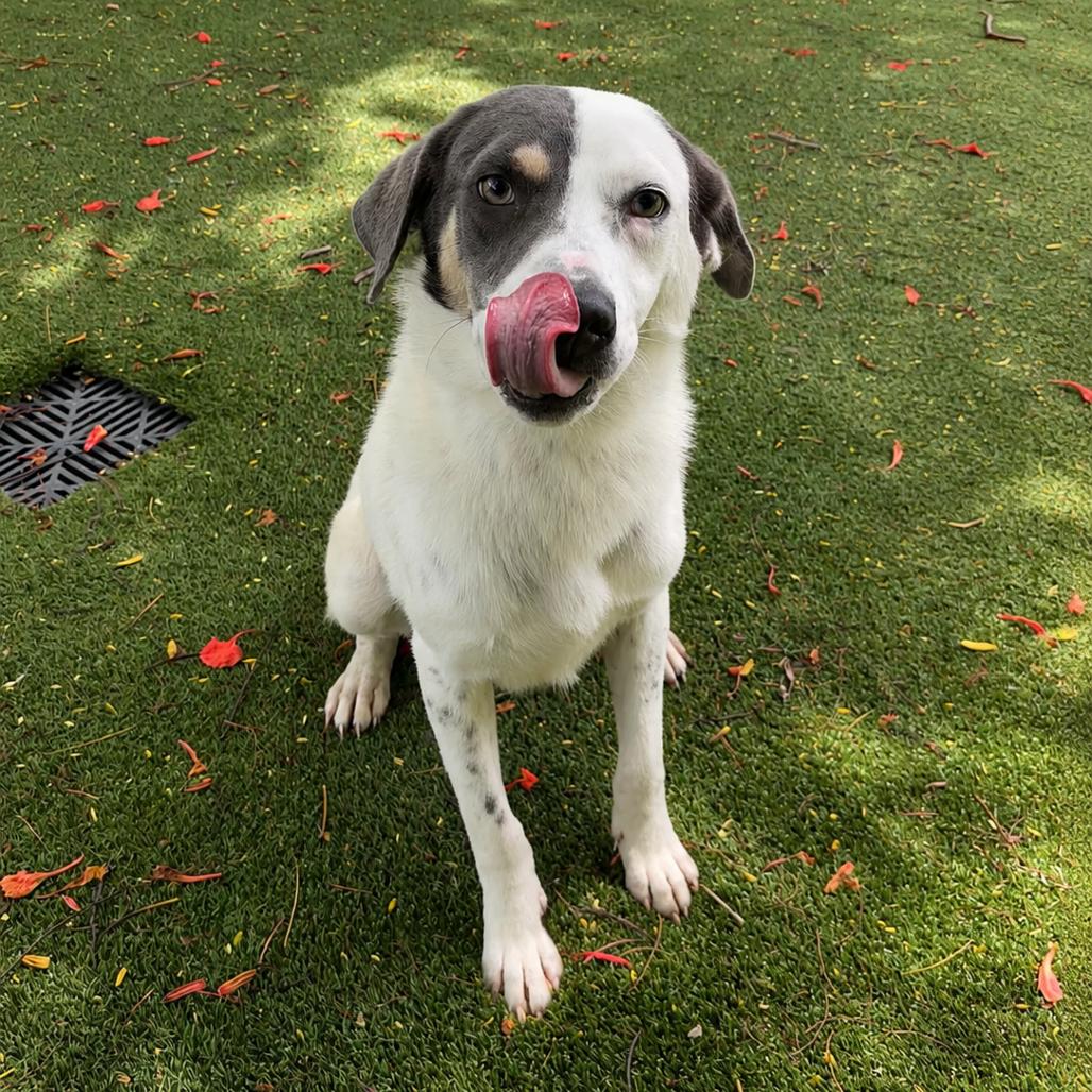 Enlarge Milo 9506, a Adoptable Mixed Breed in LOXAHATCHEE, FL image 4/5