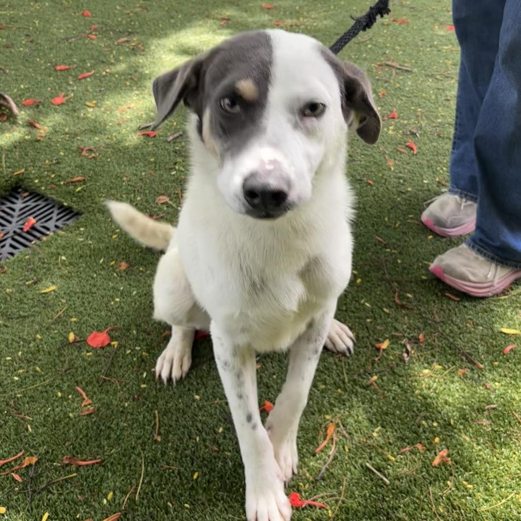 Enlarge Milo 9506, a Adoptable Mixed Breed in LOXAHATCHEE, FL image 5/5