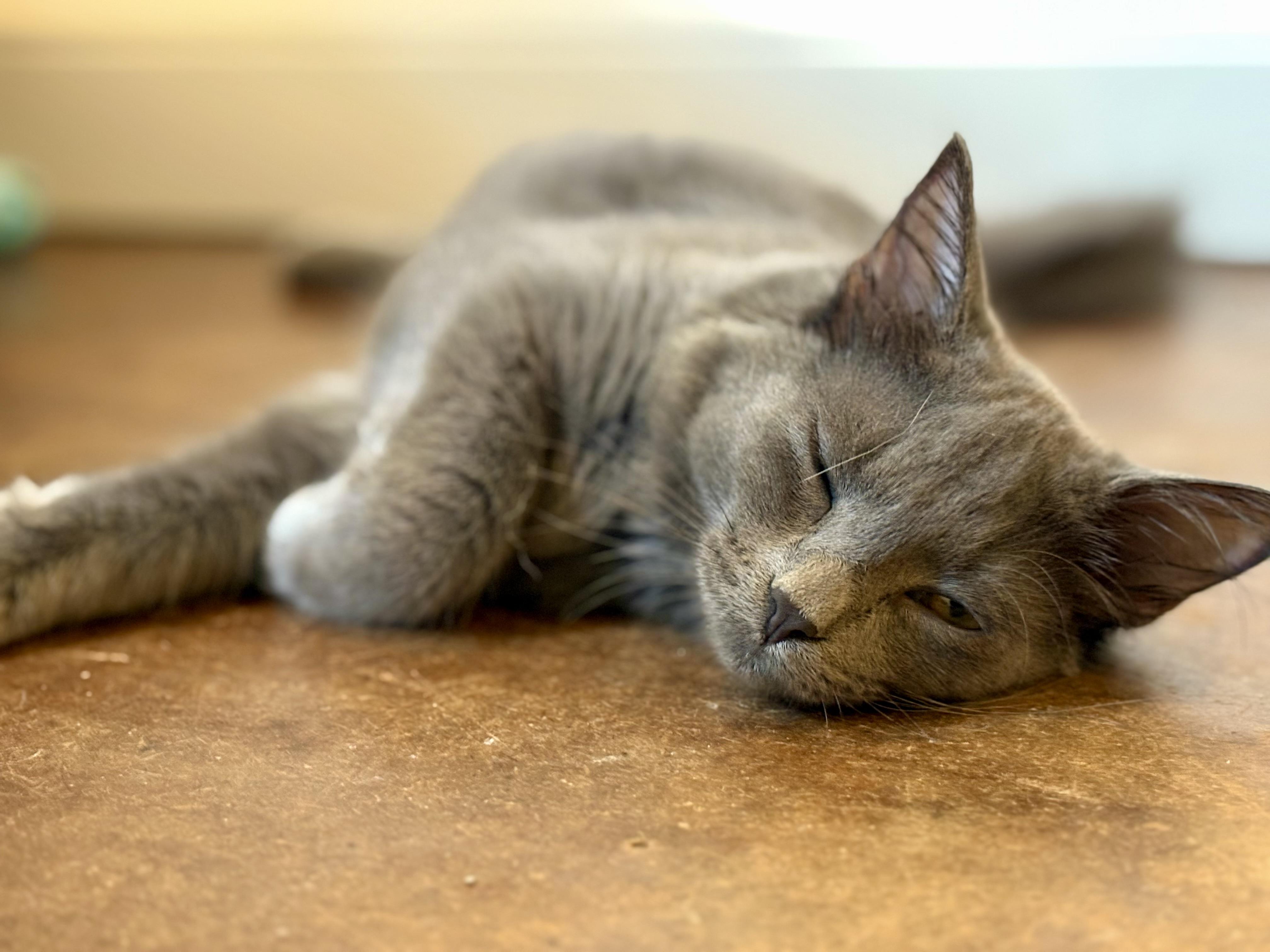 Enlarge Archie, a Adopted Domestic Long Hair in Warrenville, IL image 4/4