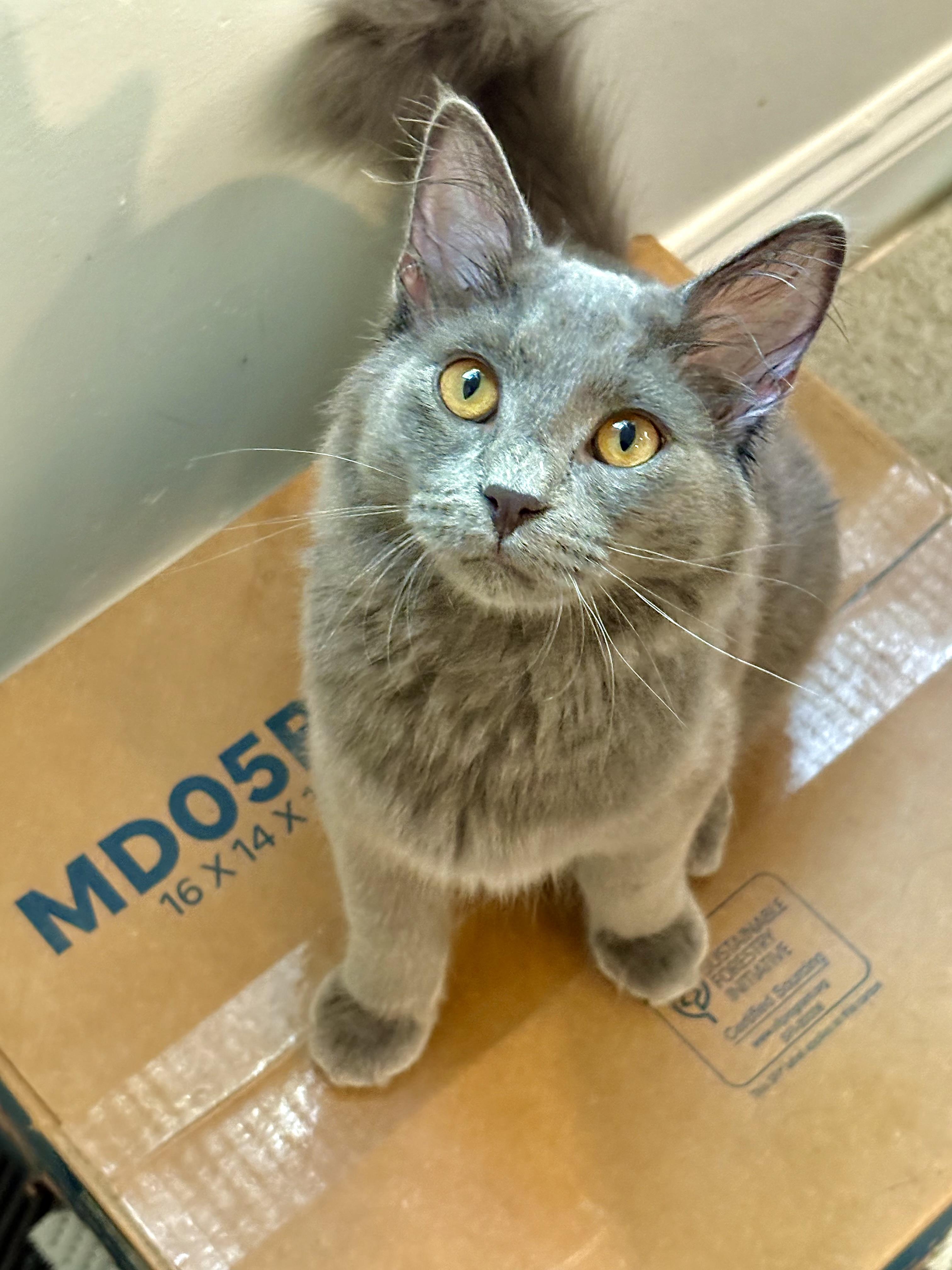 Archie, Adopted, Kitten Male Domestic Long Hair.