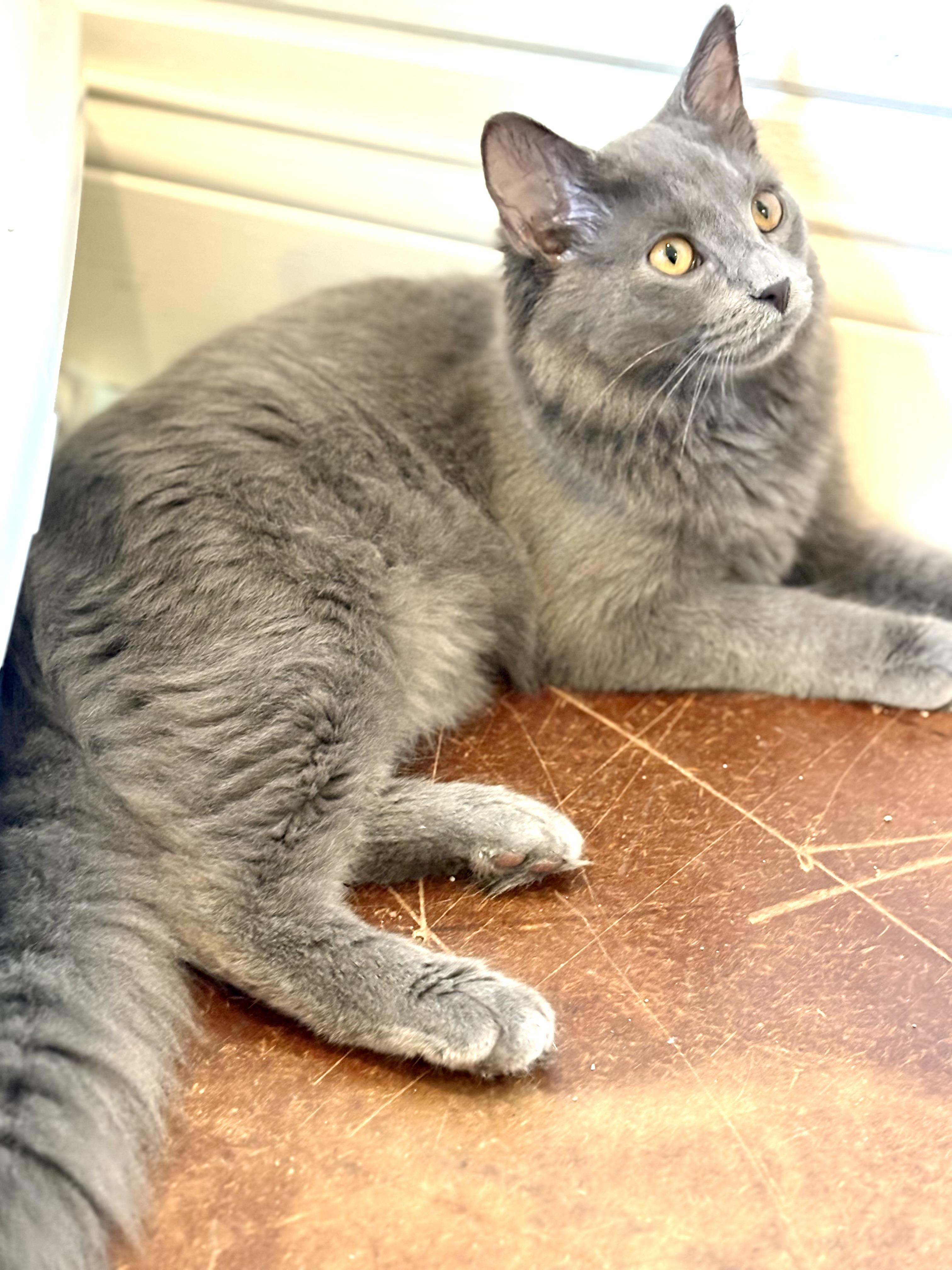 Enlarge Archie, a Adopted Domestic Long Hair in Warrenville, IL image 2/4