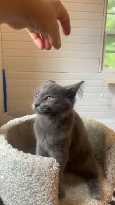 Enlarge Archie, a Adopted Domestic Long Hair in Warrenville, IL video 3/4