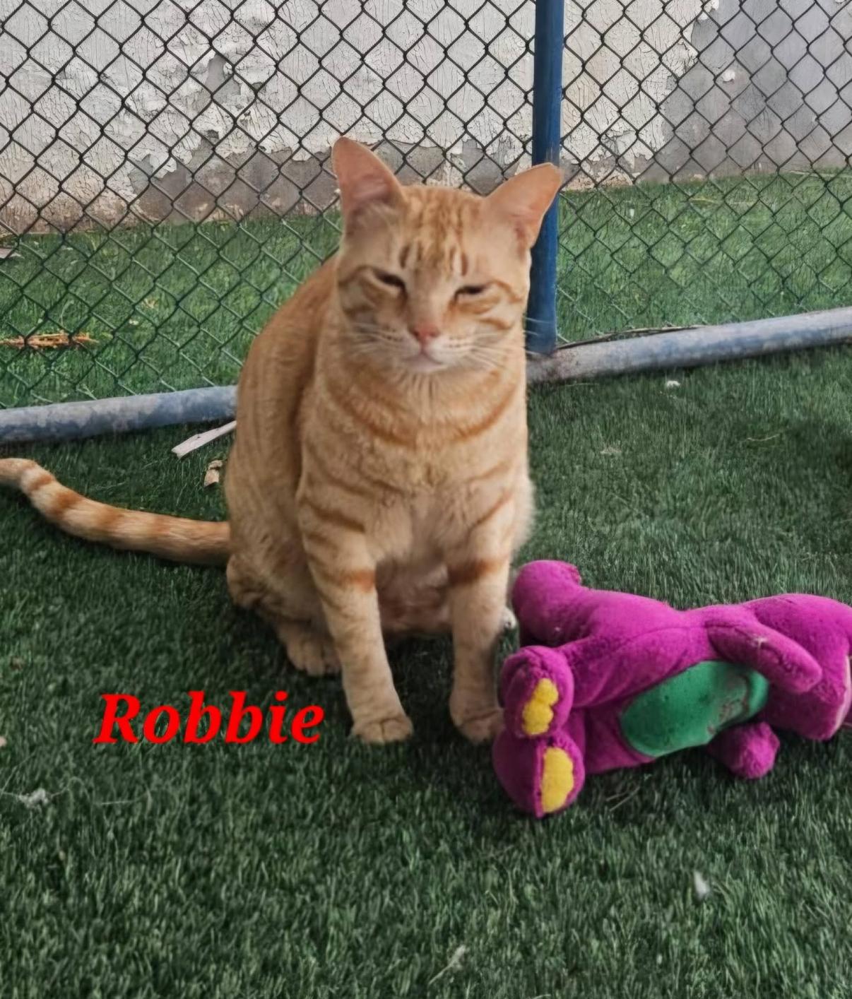 Robbie, ADOPTABLE, Young Male Domestic Short Hair.