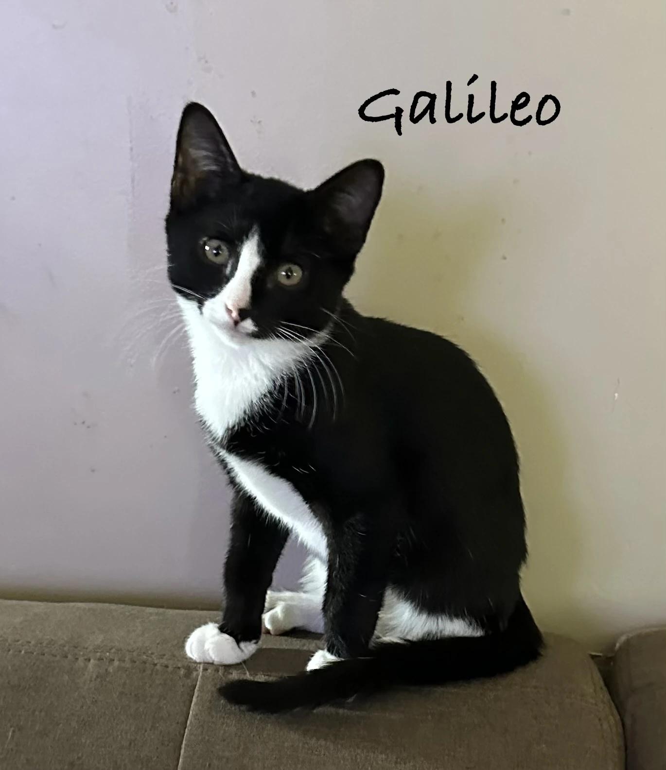 Galileo, Adoptable, Young Male Domestic Short Hair.