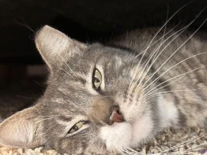 Nimbus 49000, Adult Male Domestic Short Hair