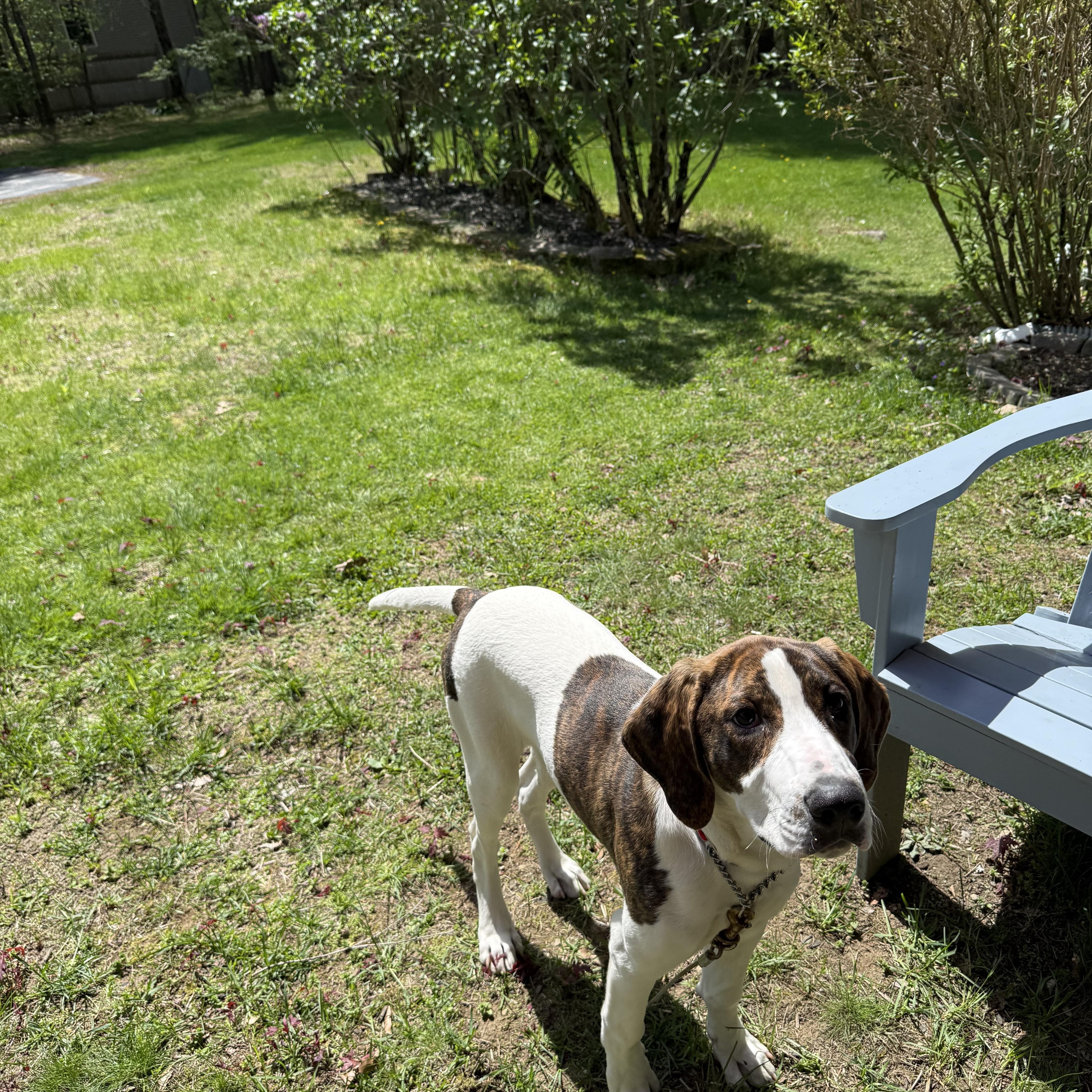 Tobey, a ADOPTABLE mixed breed in Douglas, MA image 3/5