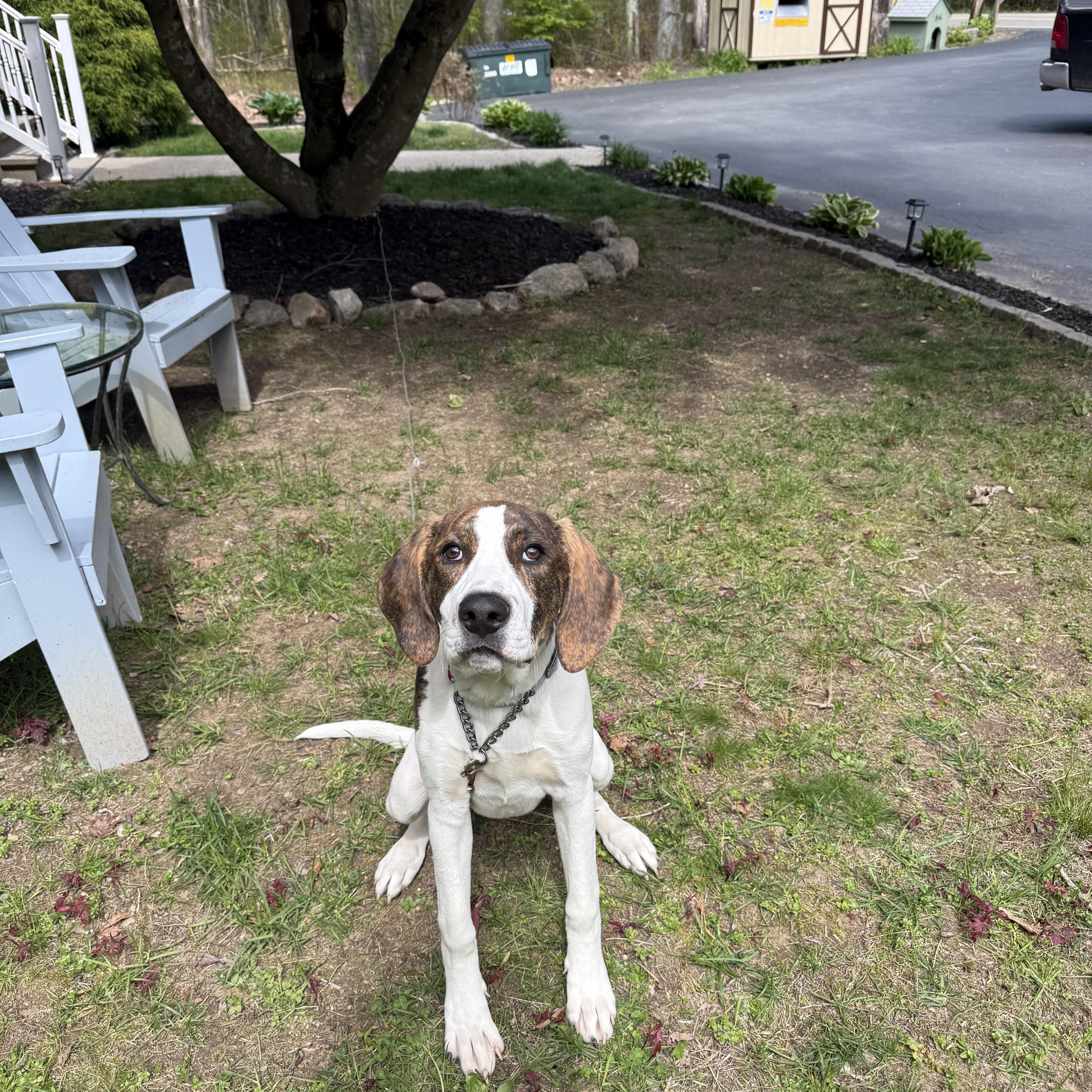 Tobey, a ADOPTABLE mixed breed in Douglas, MA image 1/5