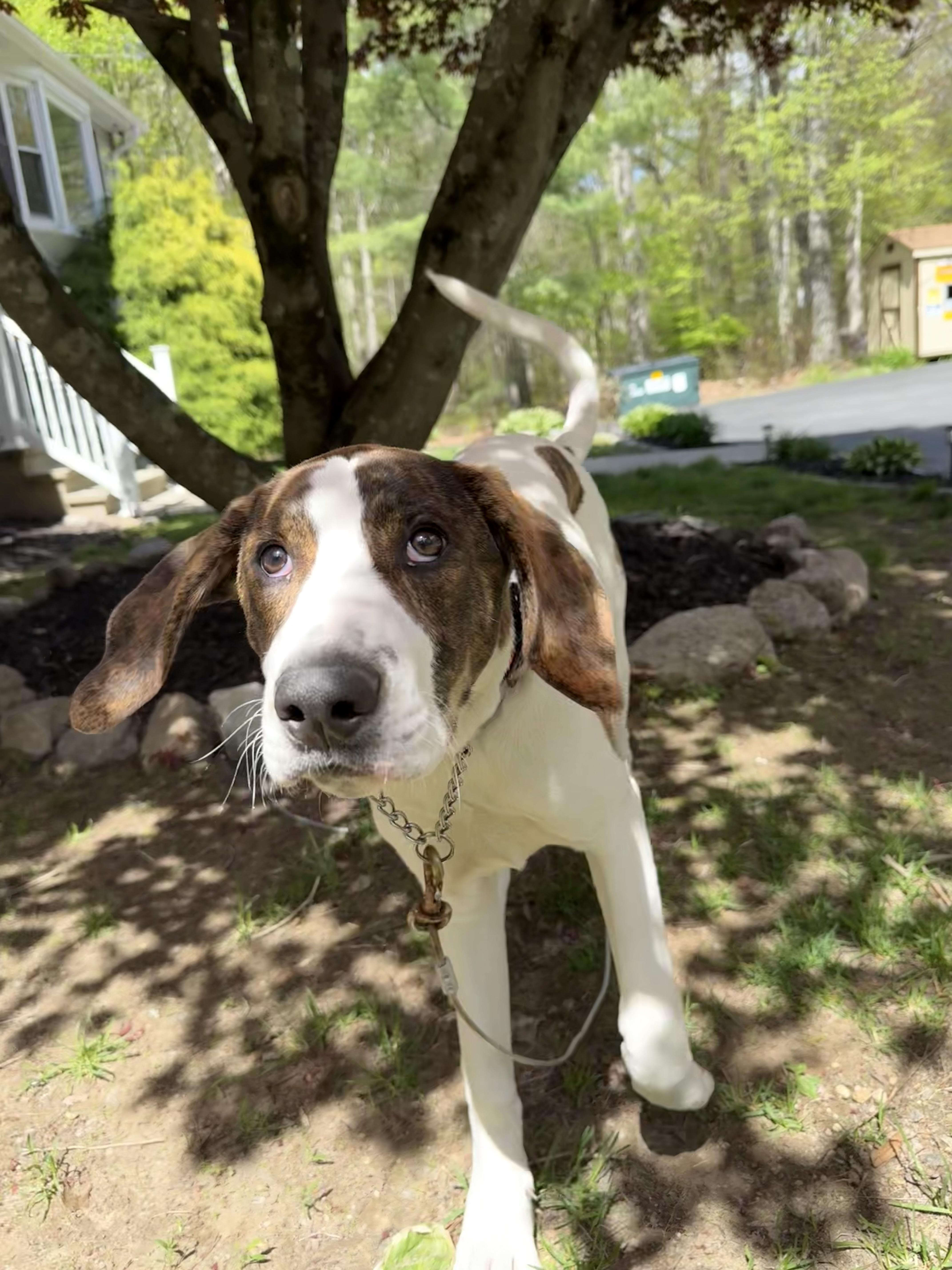 Tobey, a ADOPTABLE mixed breed in Douglas, MA image 4/5