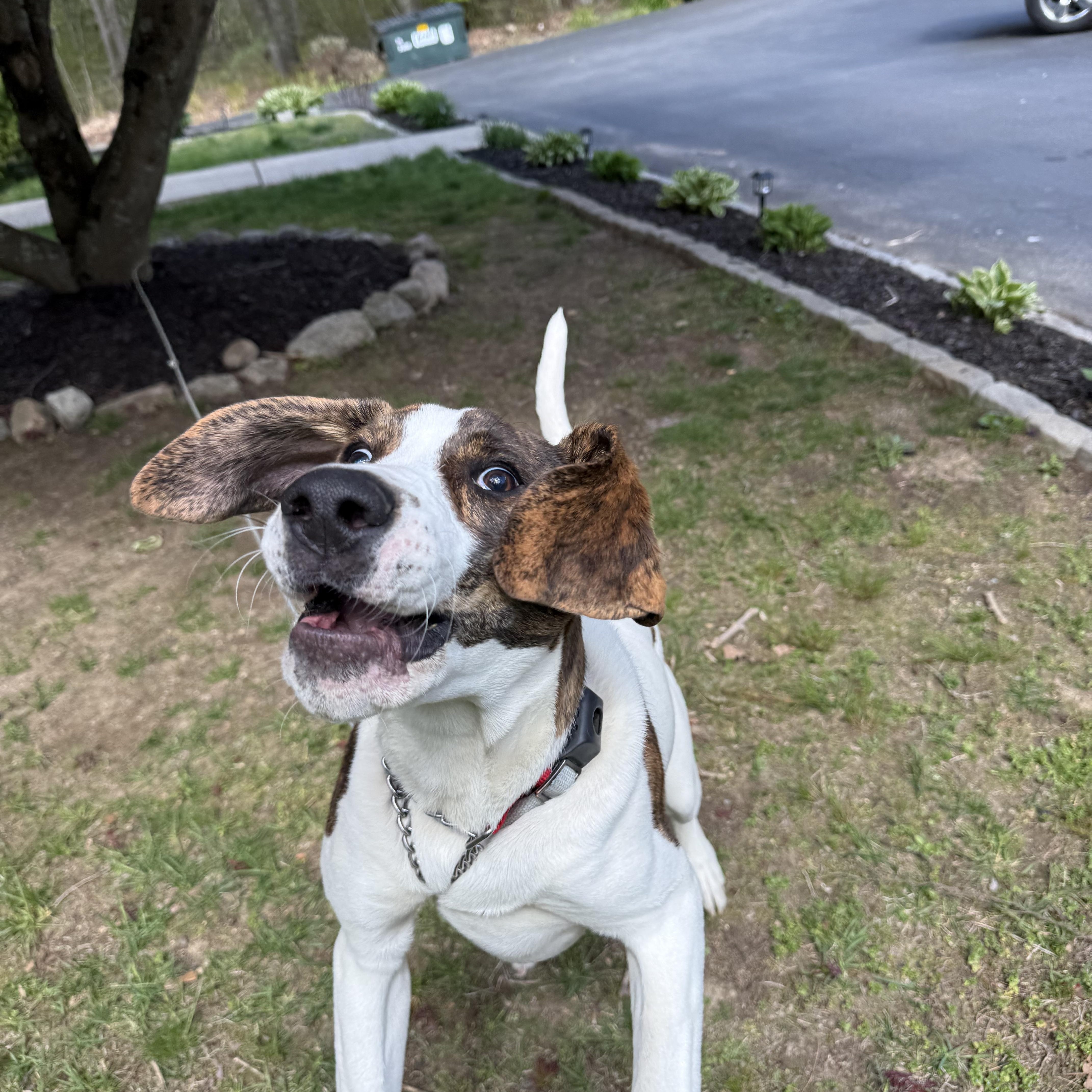Tobey, a ADOPTABLE mixed breed in Douglas, MA image 2/5