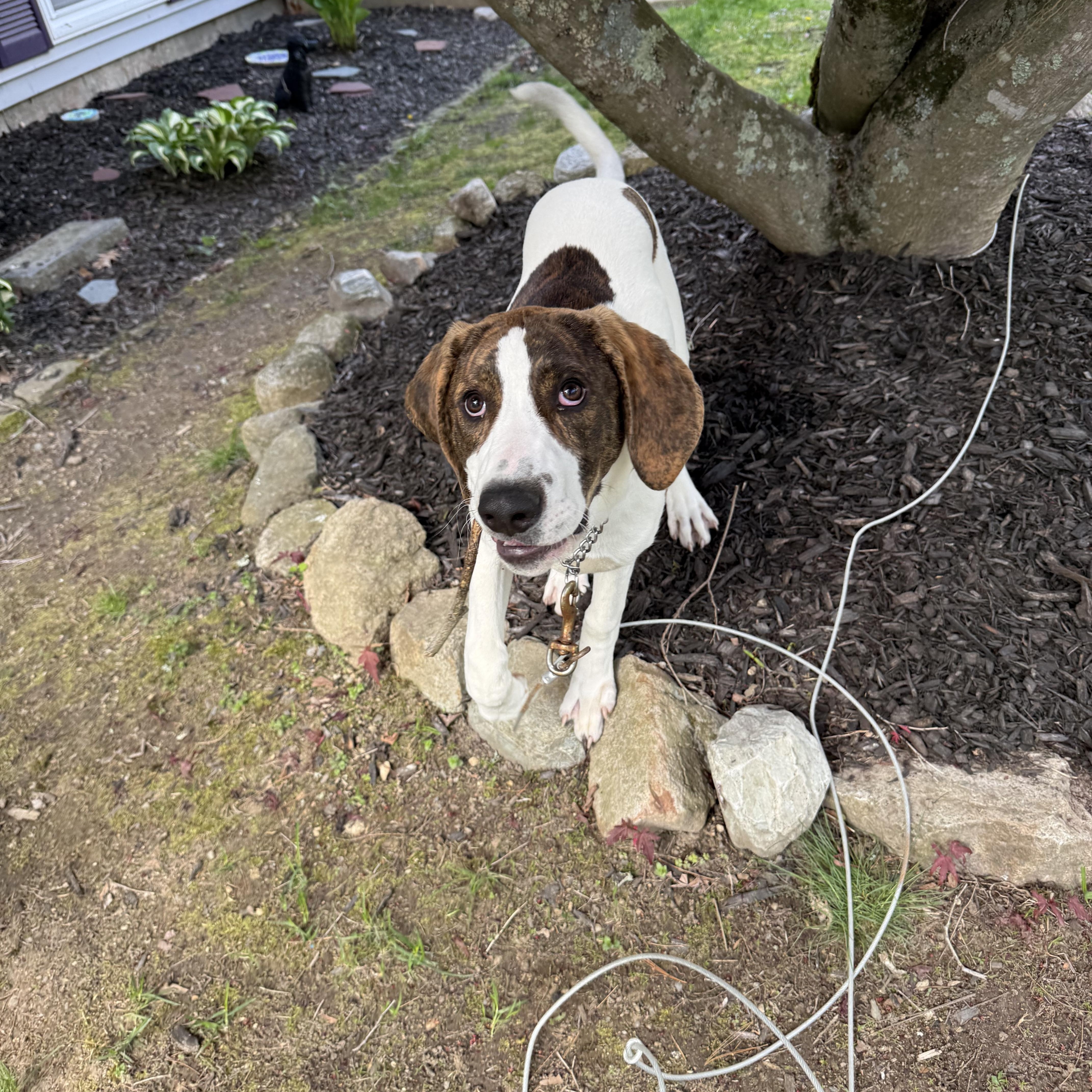Tobey, a ADOPTABLE mixed breed in Douglas, MA image 5/5