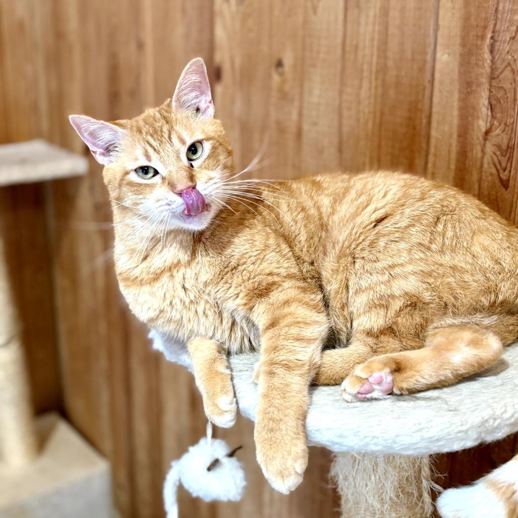 Gio, Adoptable, Senior Male Domestic Short Hair.