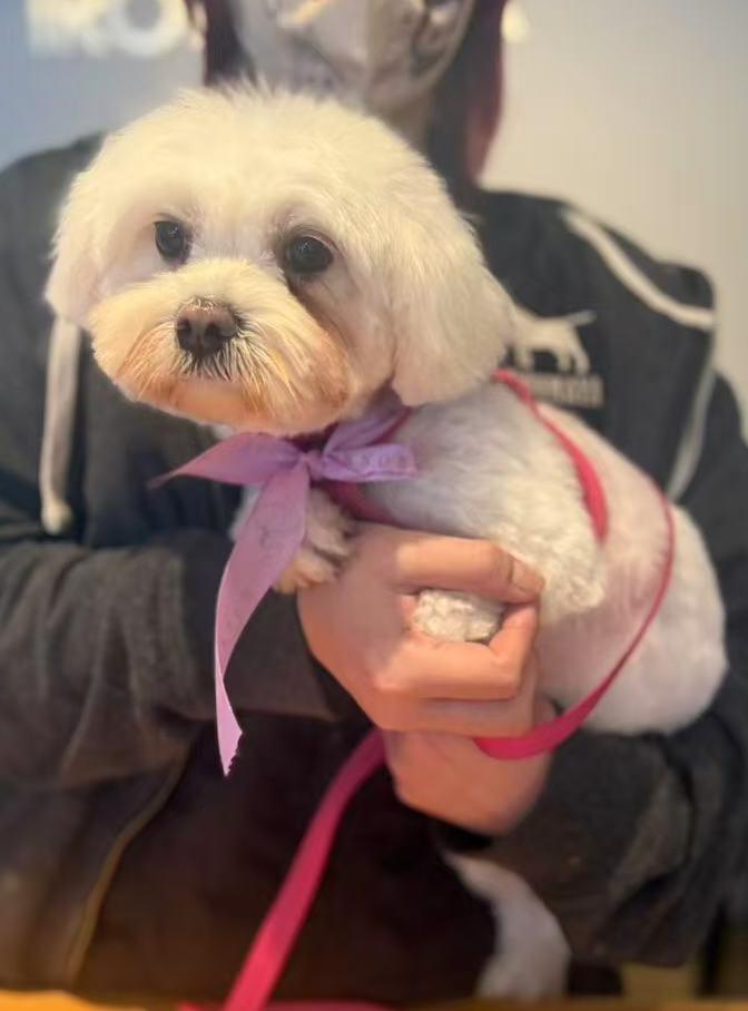 Enlarge Momo, a Adoptable Maltese in Pasadena, CA image 5/6