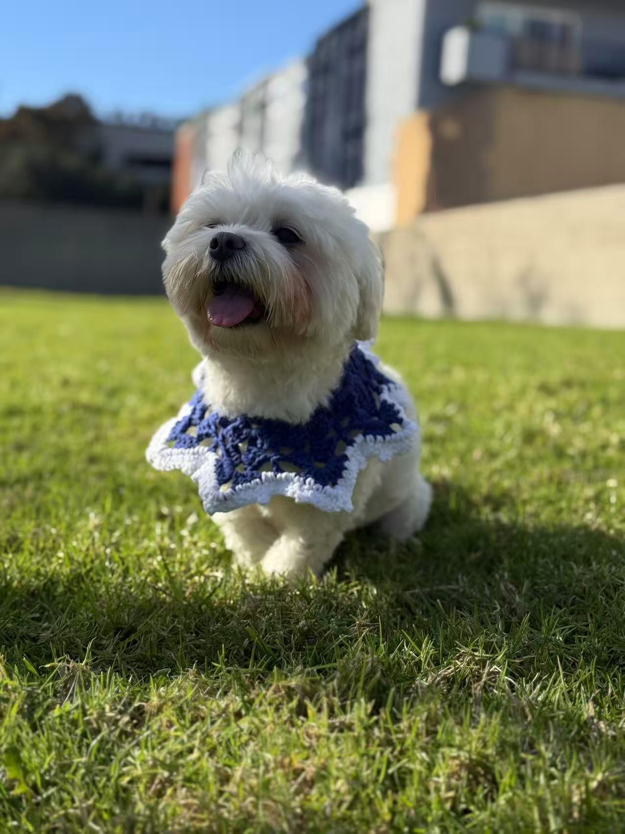 Enlarge Momo, a Adoptable Maltese in Pasadena, CA image 6/6