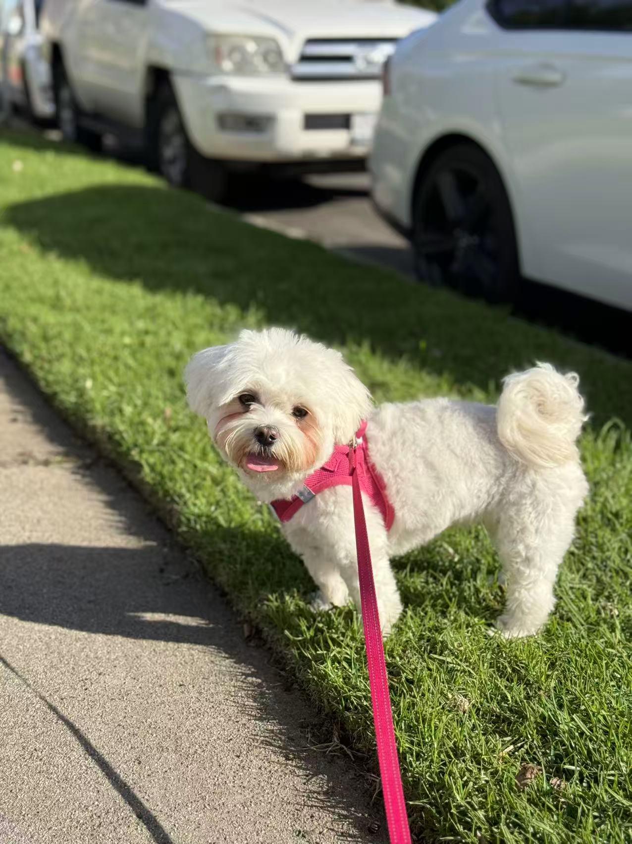 Enlarge Momo, a Adoptable Maltese in Pasadena, CA image 4/6