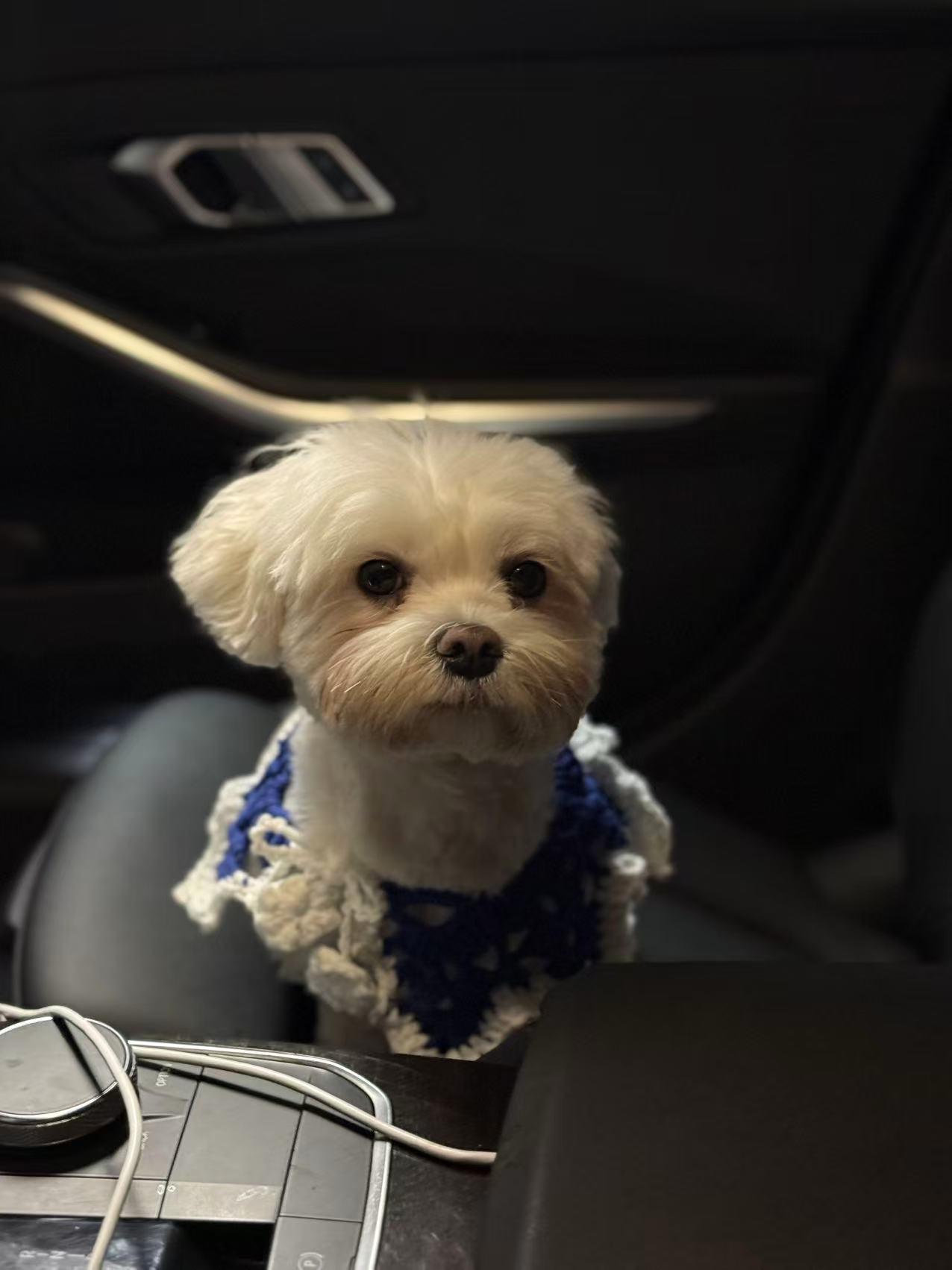 Enlarge Momo, a Adoptable Maltese in Pasadena, CA image 3/6