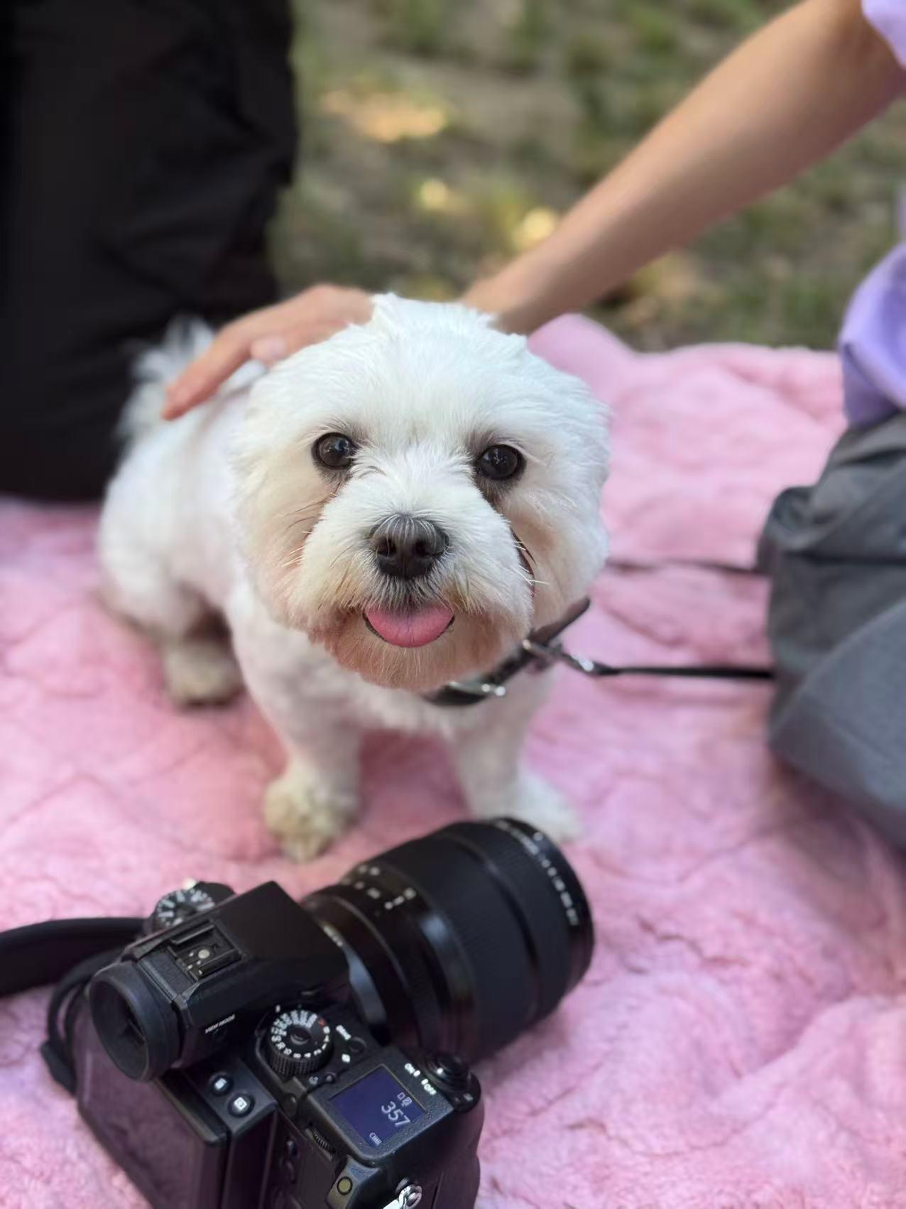 Enlarge Momo, a Adoptable Maltese in Pasadena, CA image 2/3