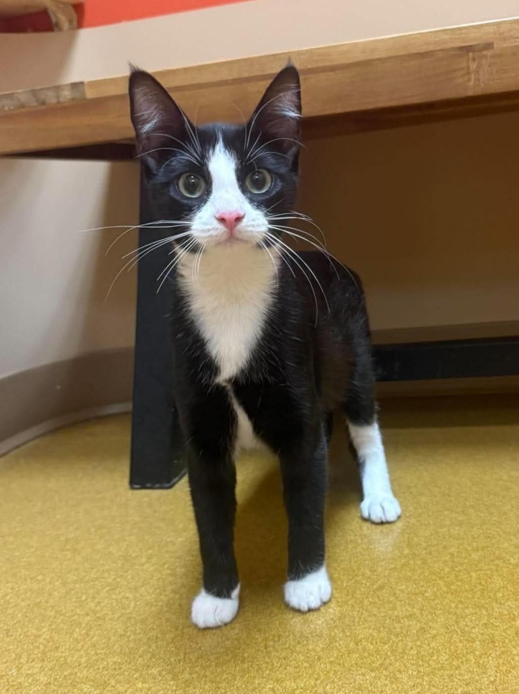 Cutie Pie, adopted, Young Female Domestic Short Hair.