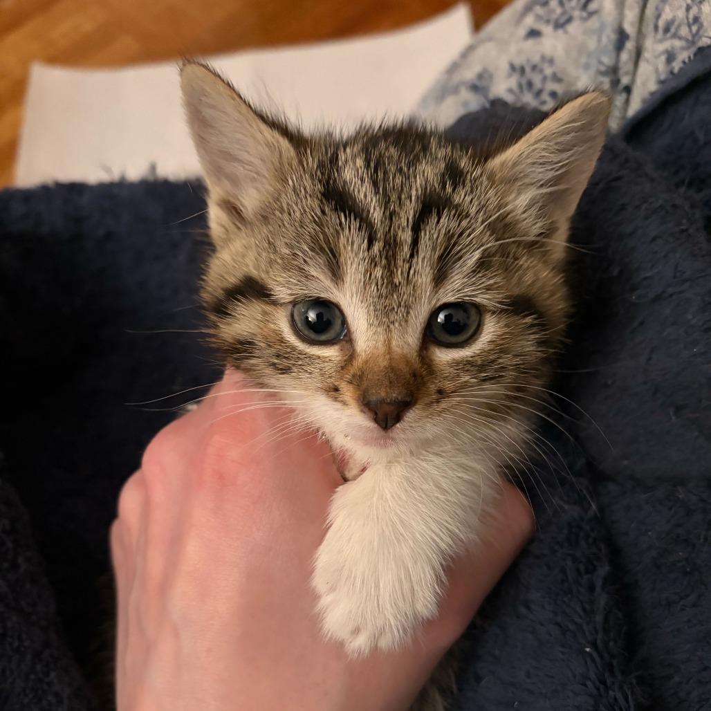 Husky, Adoptable, Kitten Female Domestic Short Hair.