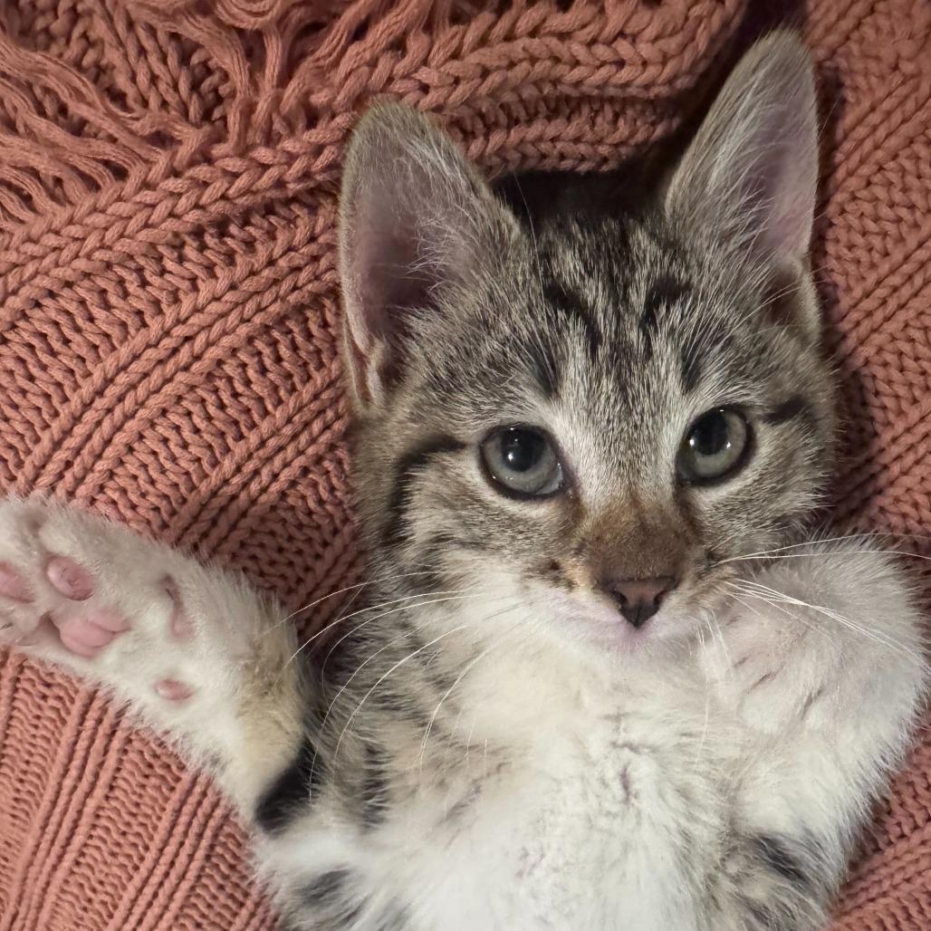 Husky, a Adoptable Domestic Short Hair in New York, NY image 2/6