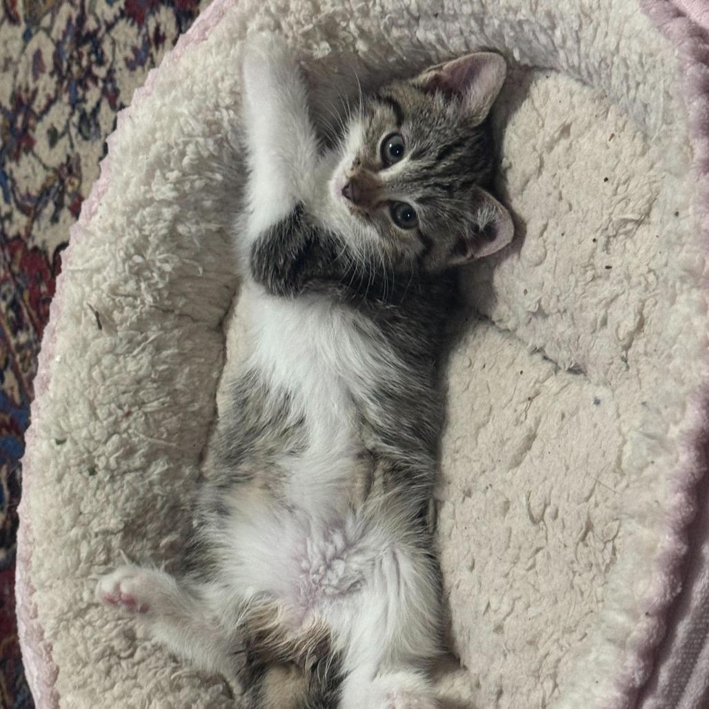 Husky, a Adoptable Domestic Short Hair in New York, NY image 3/6