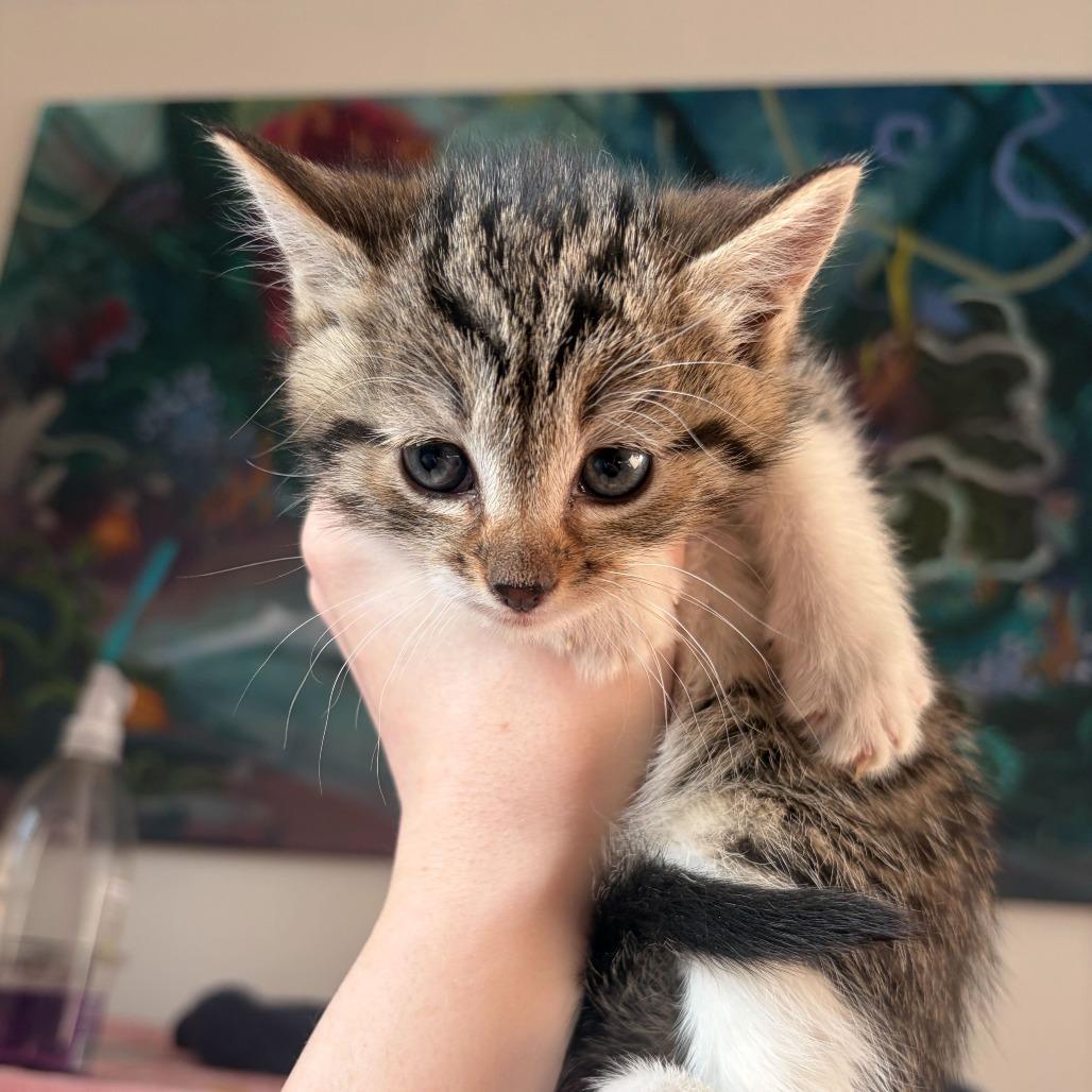 Husky, a Adoptable Domestic Short Hair in New York, NY image 4/6