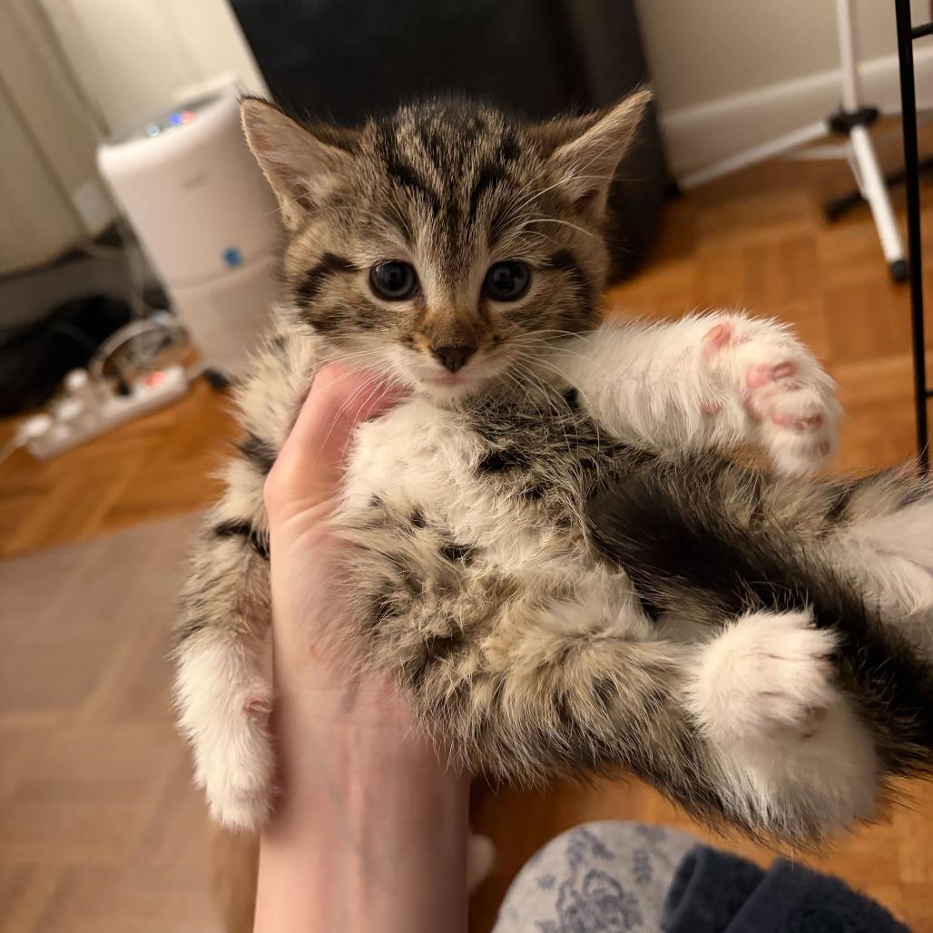 Husky, a Adoptable Domestic Short Hair in New York, NY image 5/6