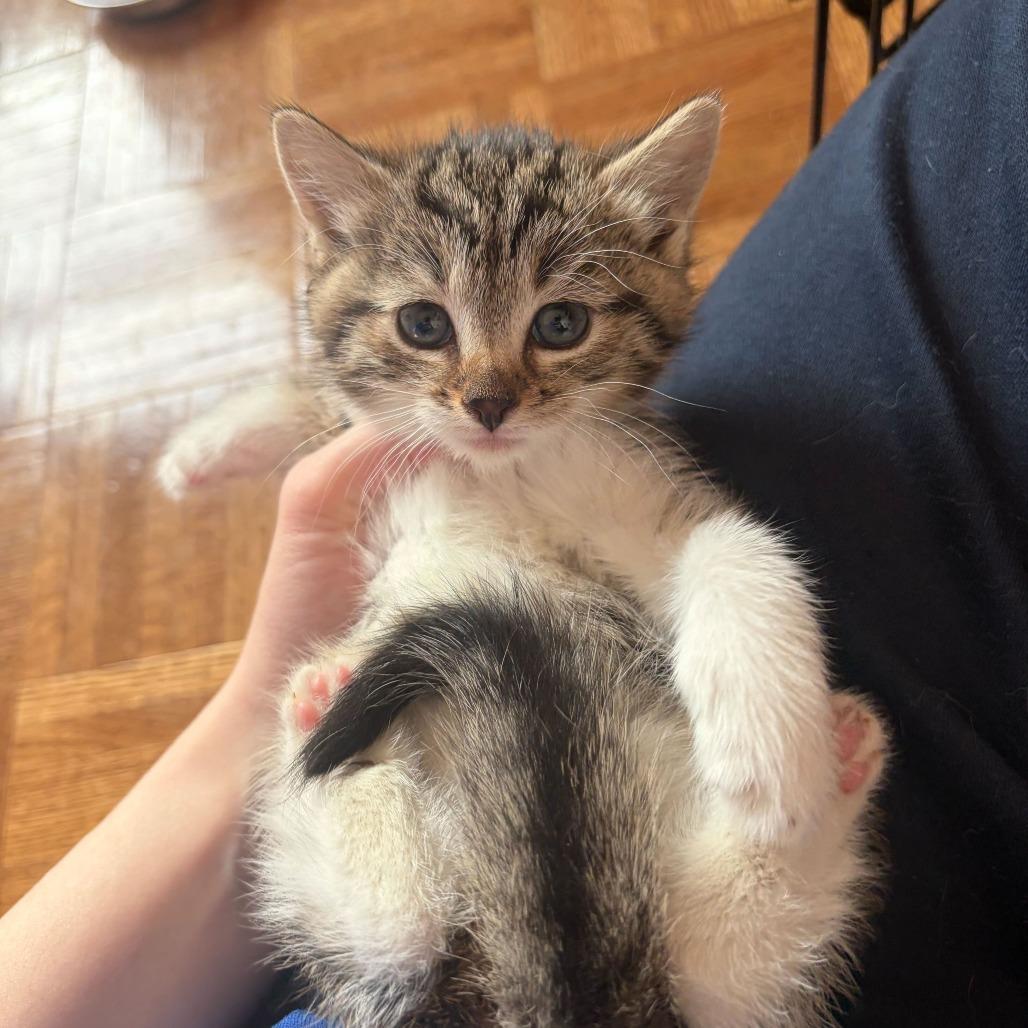 Husky, a Adoptable Domestic Short Hair in New York, NY image 6/6