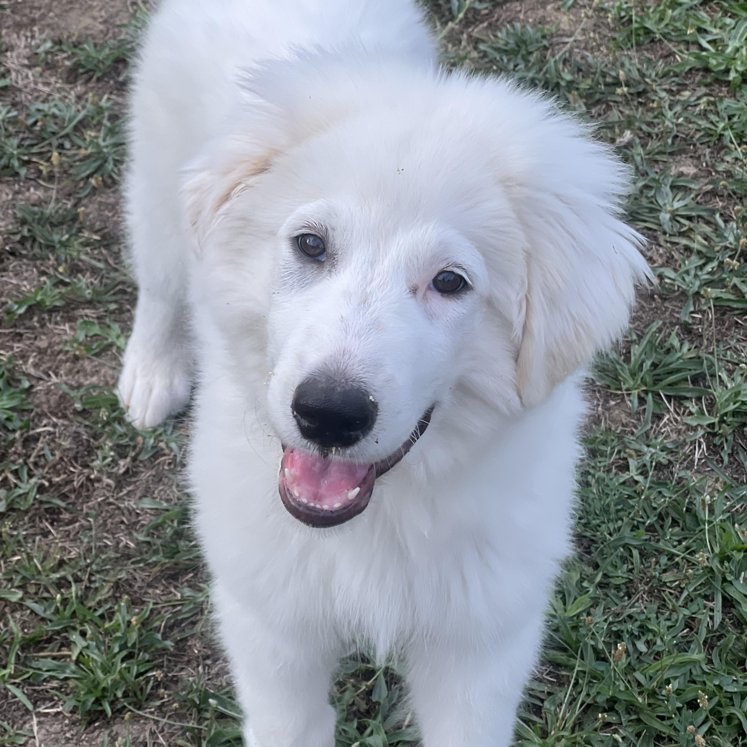 Enlarge JONAH, a ADOPTABLE Great Pyrenees in Granite Bay, CA image 3/4