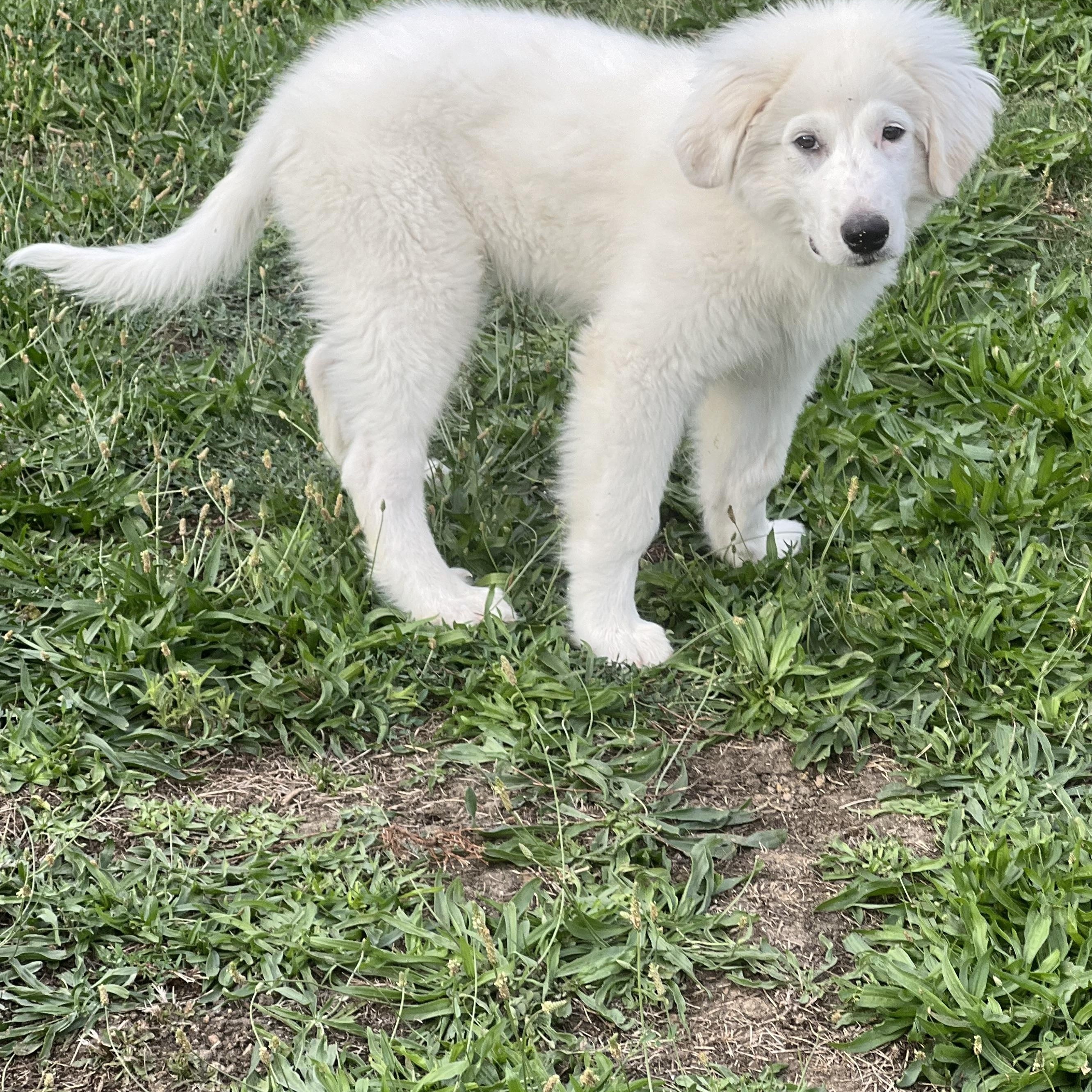 Enlarge JONAH, a ADOPTABLE Great Pyrenees in Granite Bay, CA image 4/4
