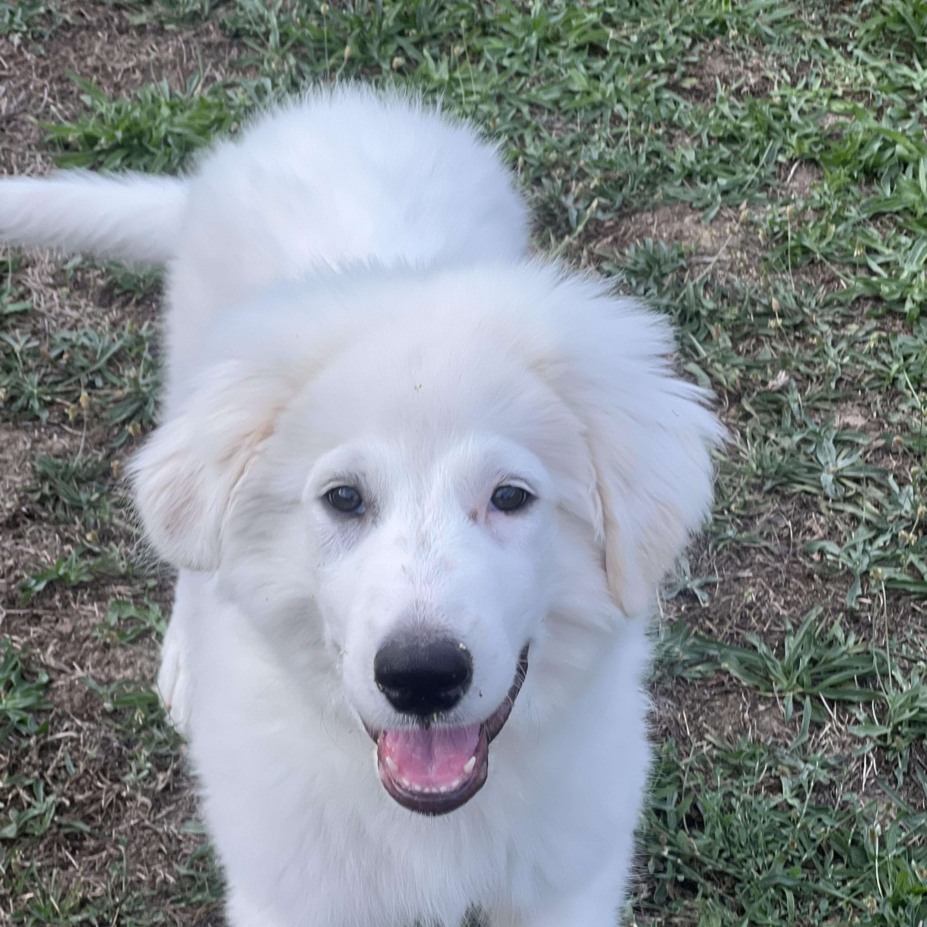 Enlarge JONAH, a ADOPTABLE Great Pyrenees in Granite Bay, CA image 1/4