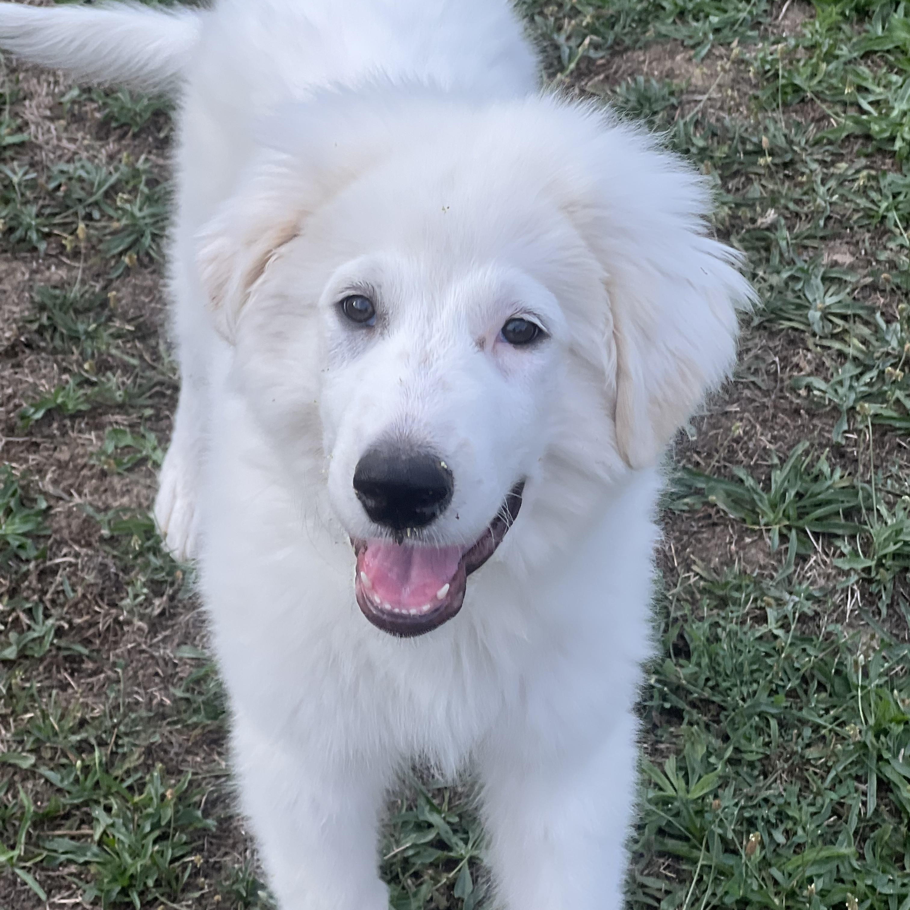Enlarge JONAH, a ADOPTABLE Great Pyrenees in Granite Bay, CA image 2/4