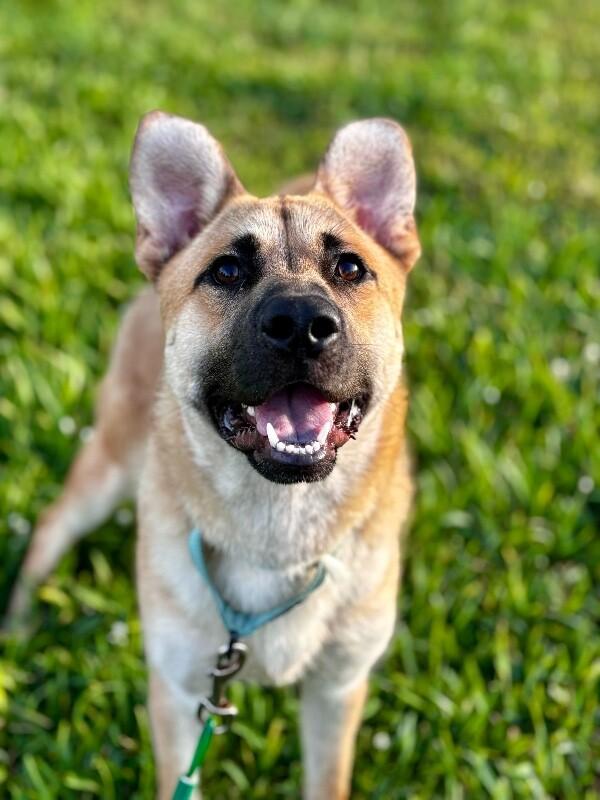 Barney Delight The Certified Mood Booster — thumbnail 2