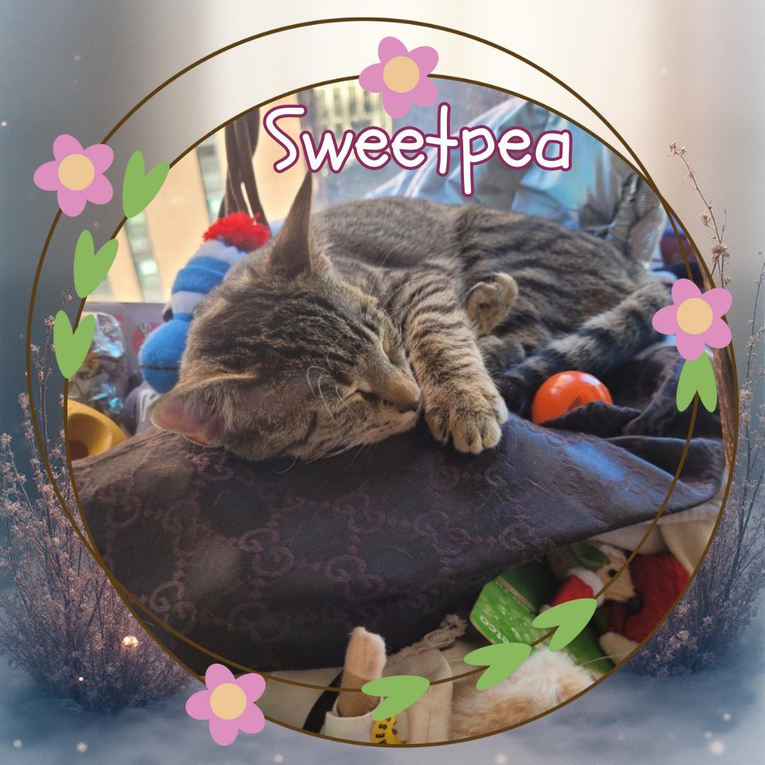 Enlarge Sweetpea - ultimate cutie pie, a ADOPTABLE Domestic Short Hair in Port Chester, NY image 2/6