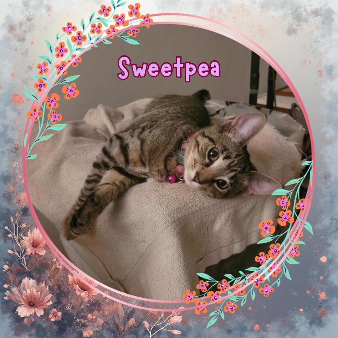Sweetpea - ultimate cutie pie, ADOPTABLE, Kitten Female Domestic Short Hair.