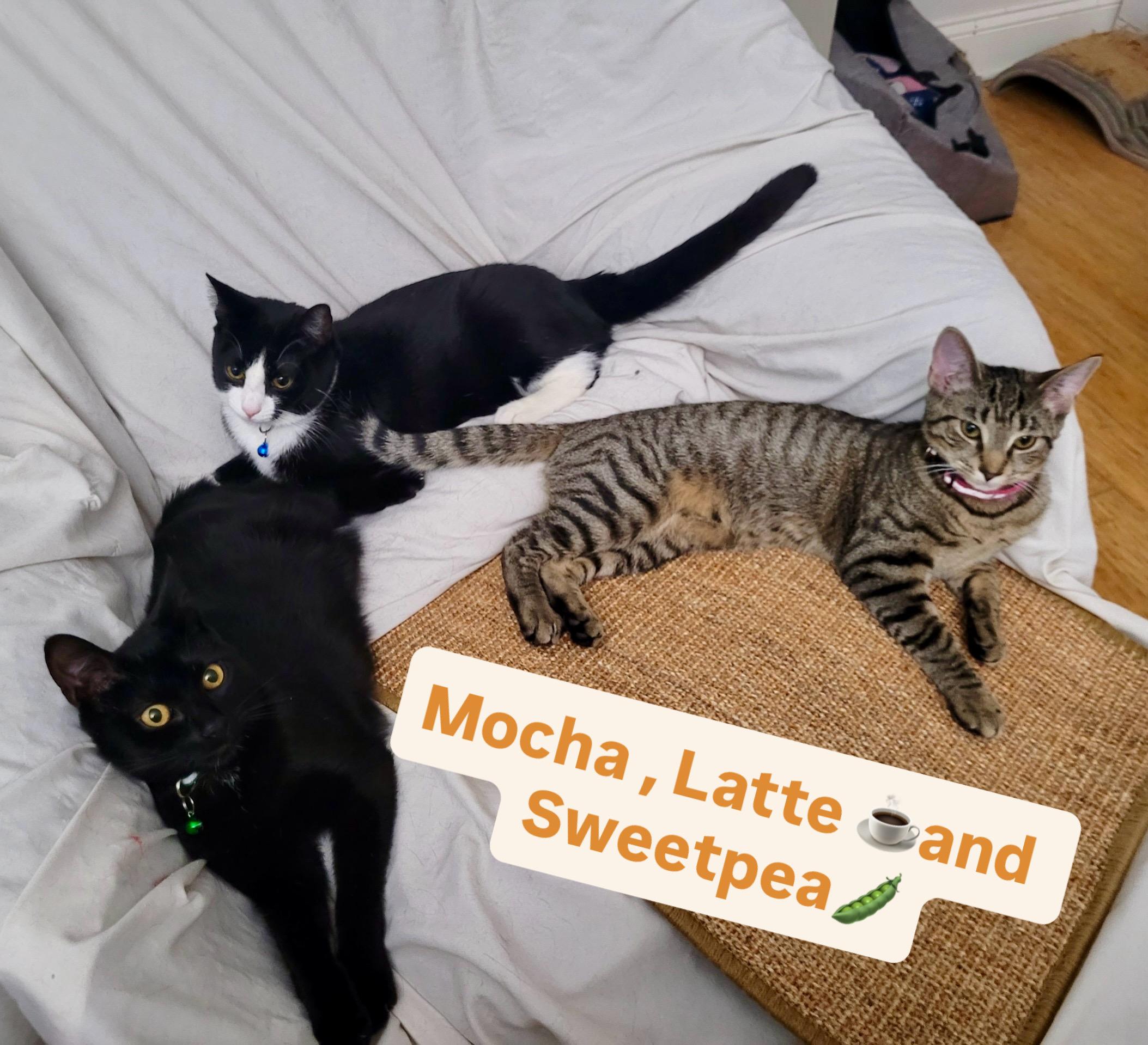 Enlarge Sweetpea - ultimate cutie pie, a ADOPTABLE Domestic Short Hair in Port Chester, NY image 4/6