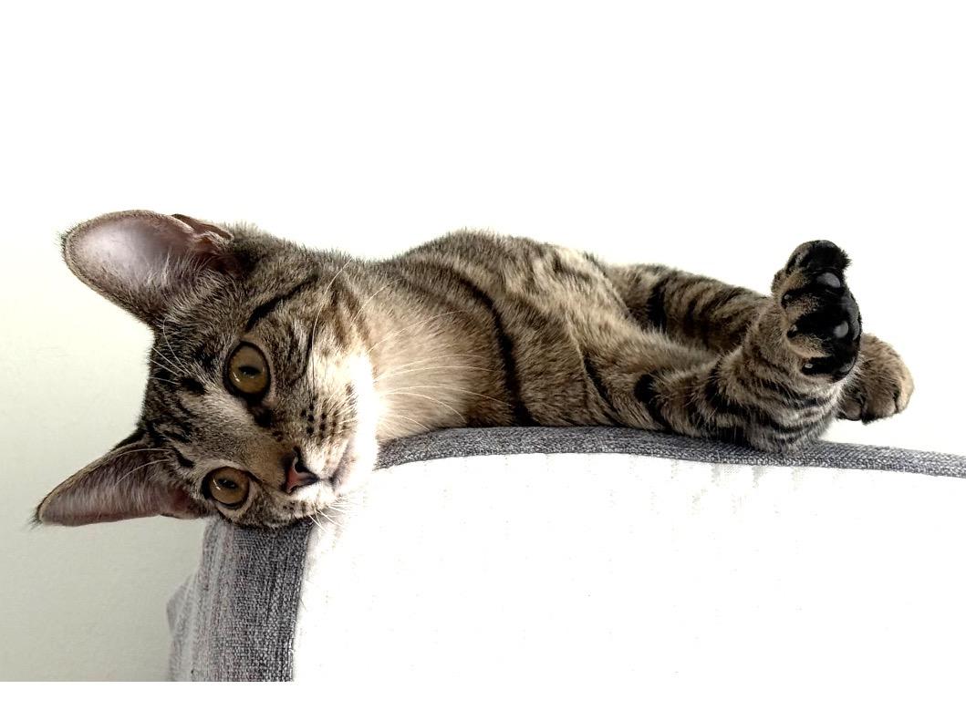 Enlarge Sweetpea - ultimate cutie pie, a ADOPTABLE Domestic Short Hair in Port Chester, NY image 6/6