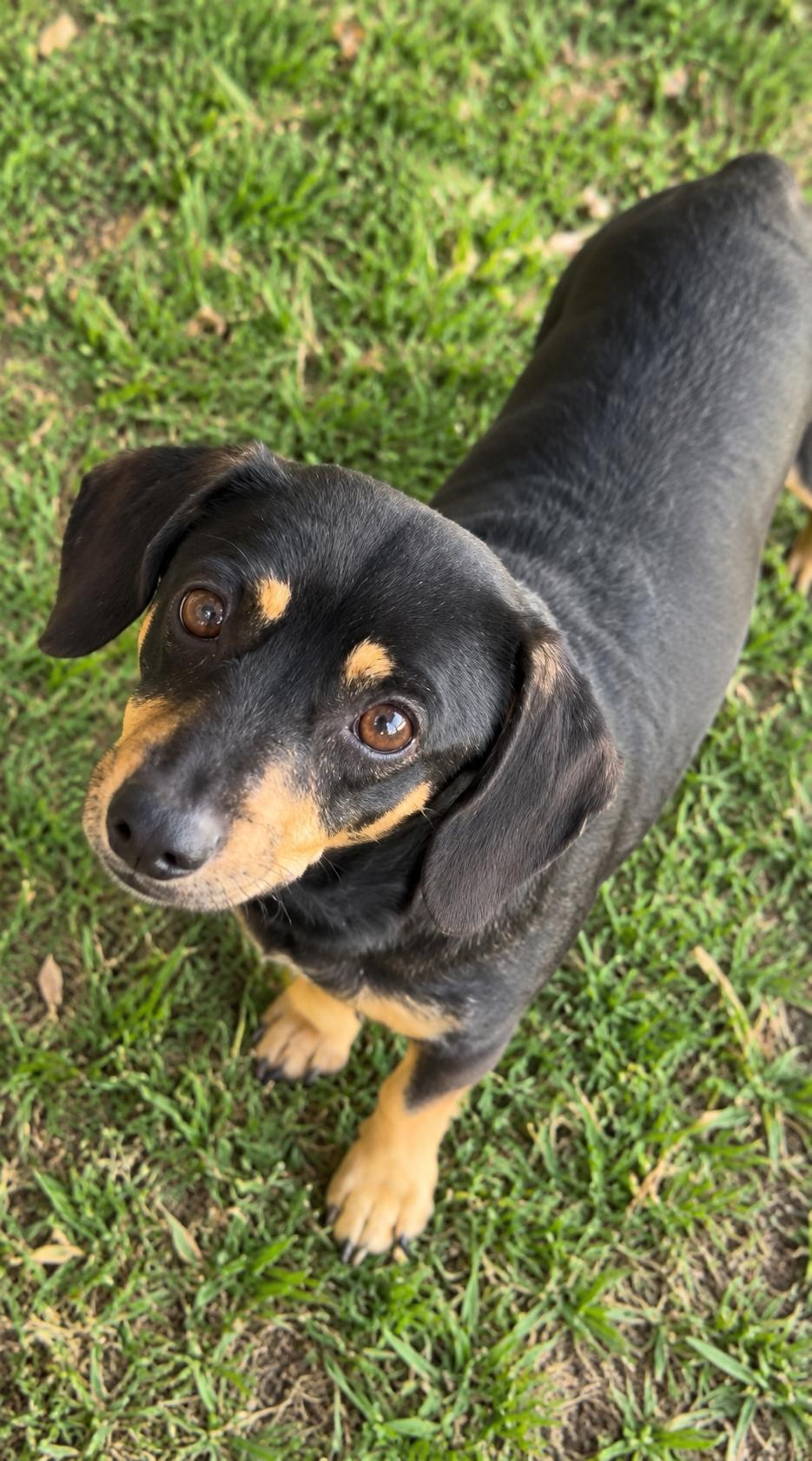 Enlarge Raisin, a Adoptable mixed breed in Kiln, MS image 2/3