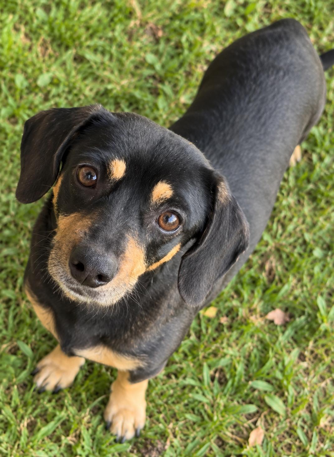 Enlarge Raisin, a Adoptable mixed breed in Kiln, MS image 3/3