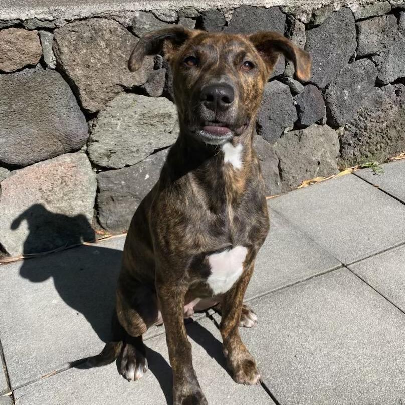 K pop Pups: Baby, Adoptable, Young Male Mixed Breed.