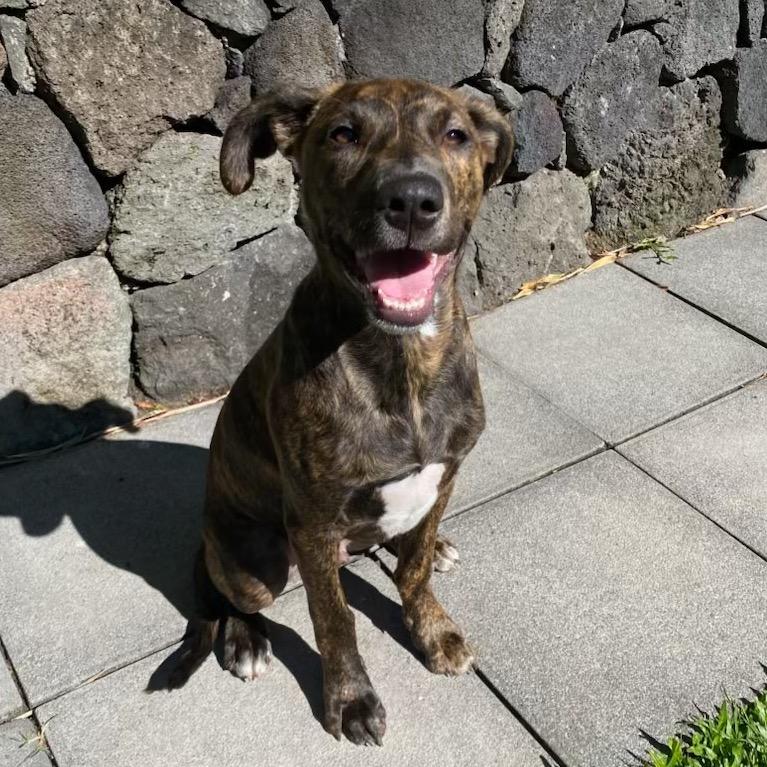 Enlarge K pop Pups: Baby, a Adoptable Mixed Breed in Keaau, HI image 2/4