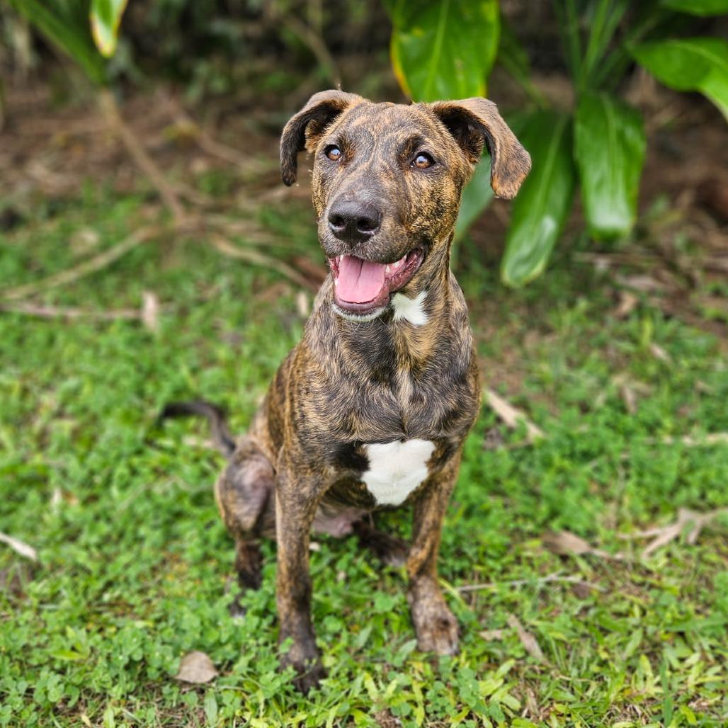Enlarge K pop Pups: Baby, a Adoptable Mixed Breed in Keaau, HI image 3/4