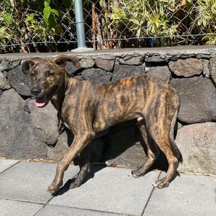 Enlarge K pop Pups: Baby, a Adoptable Mixed Breed in Keaau, HI image 4/4