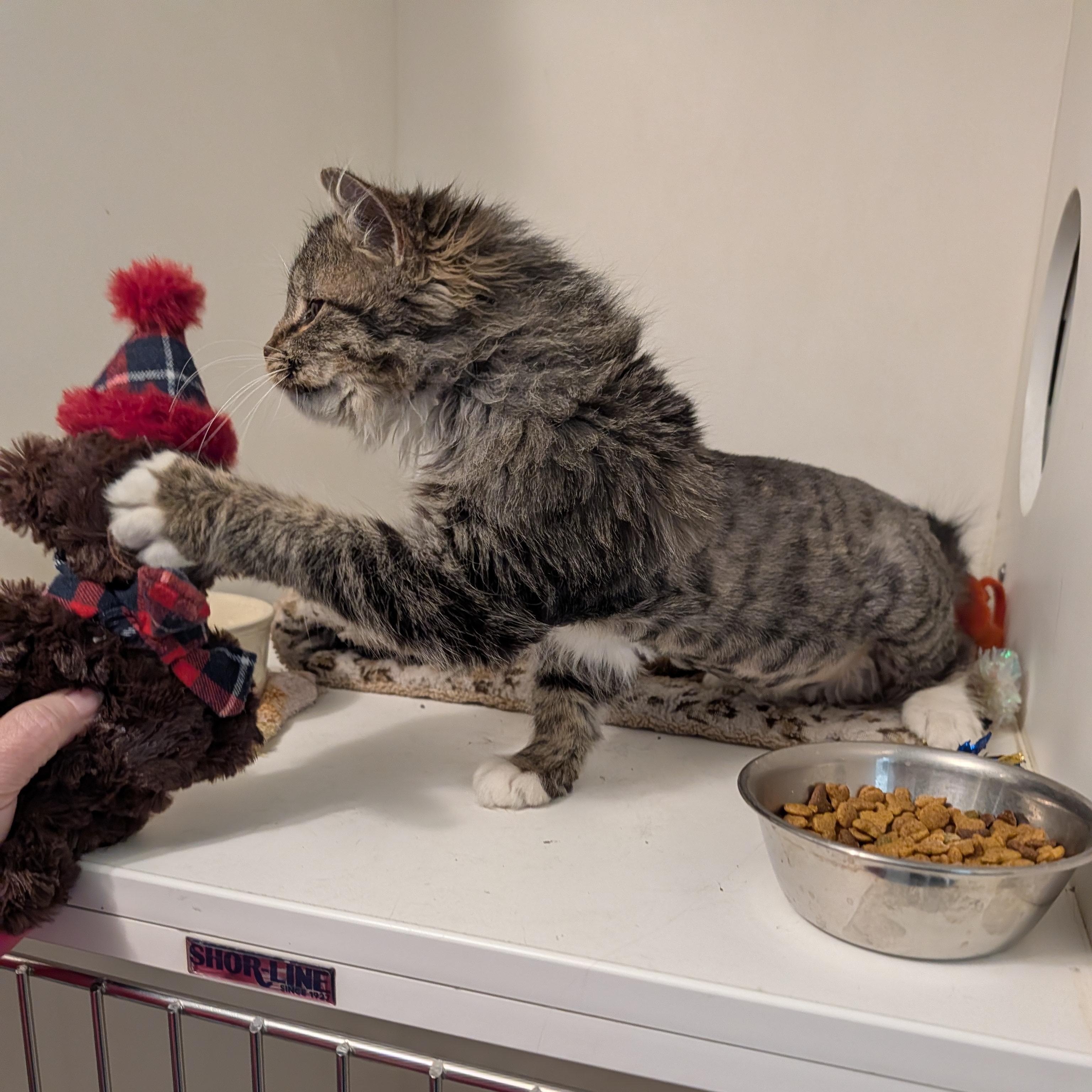 Enlarge Finn, a Adoptable Domestic Long Hair in Manistique, MI image 3/4