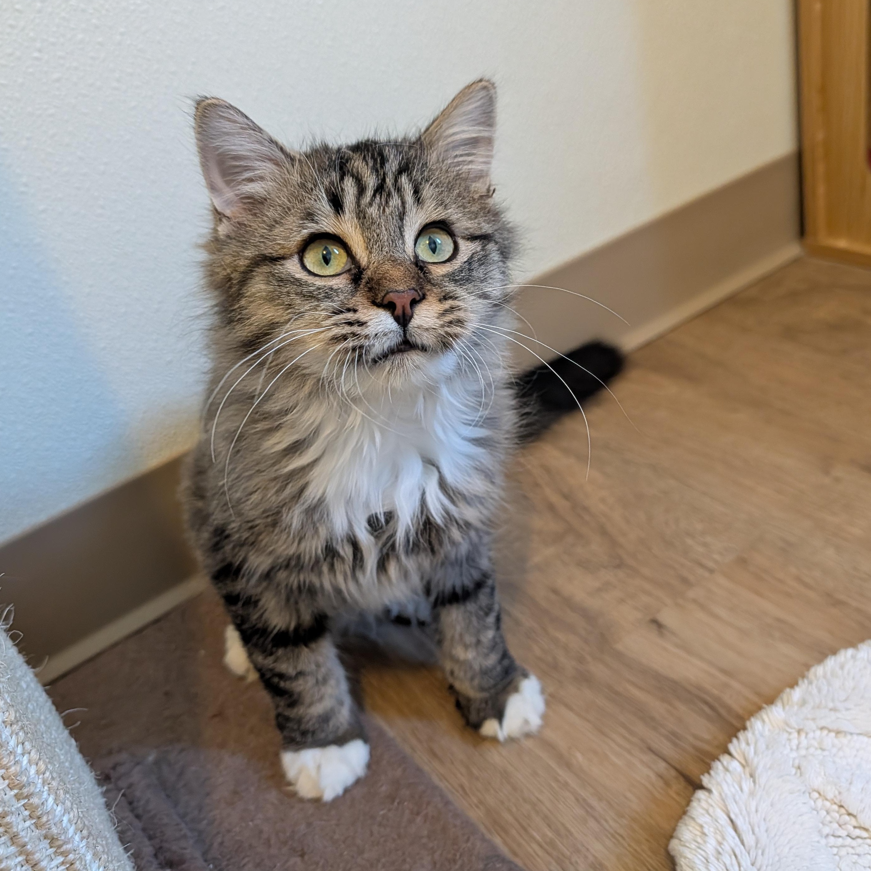 Enlarge Finn, a Adoptable Domestic Long Hair in Manistique, MI image 4/5