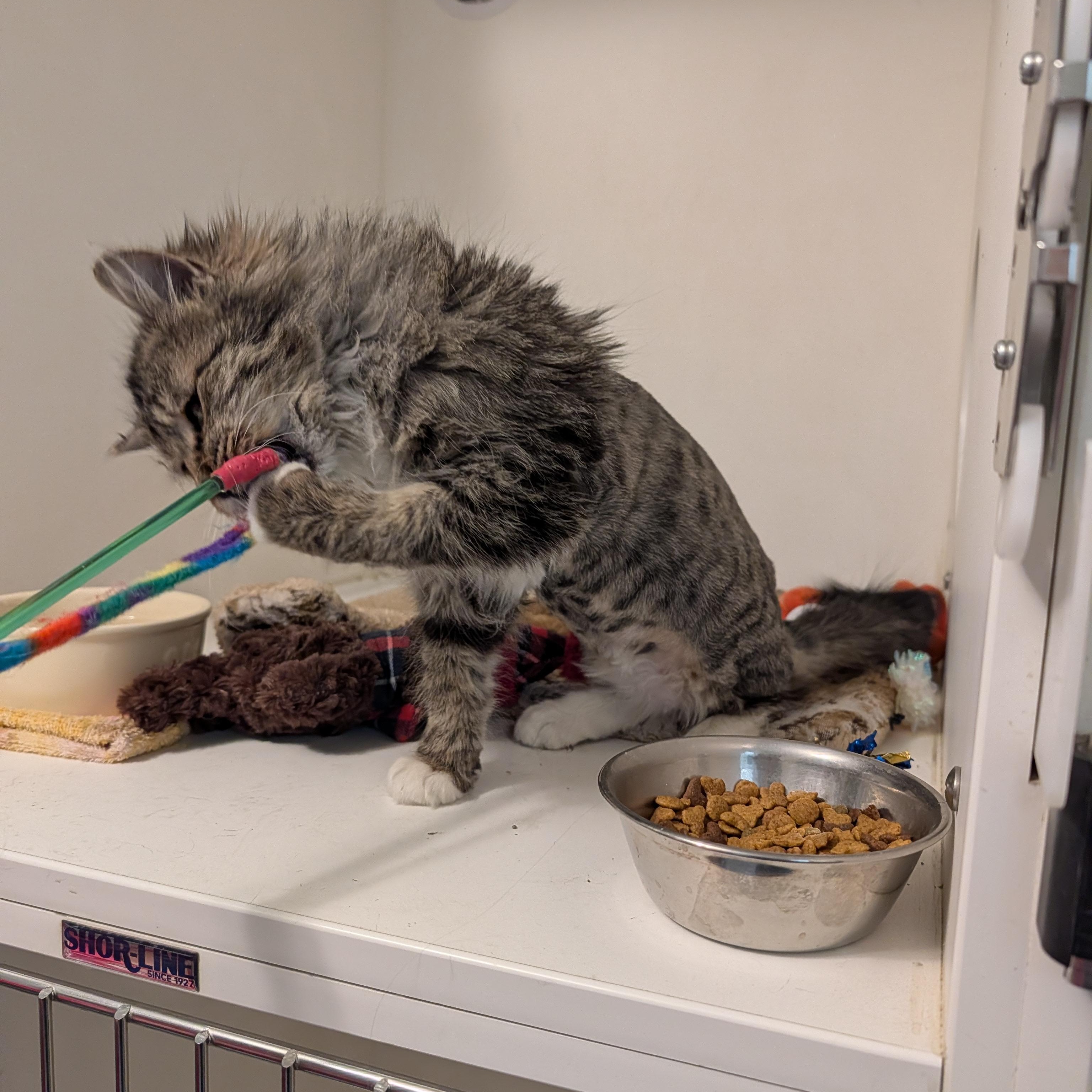 Enlarge Finn, a Adoptable Domestic Long Hair in Manistique, MI image 4/4