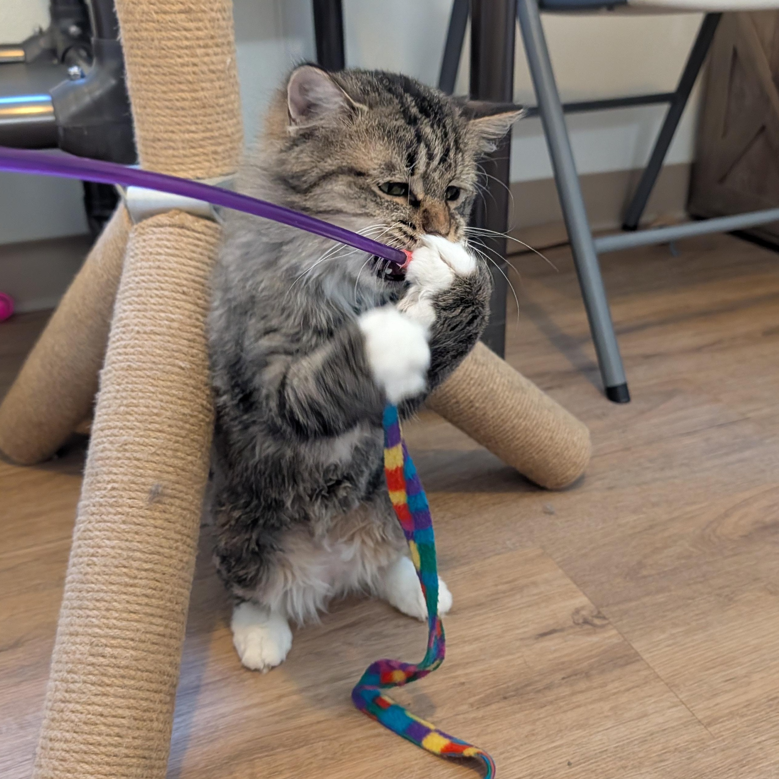 Enlarge Finn, a Adoptable Domestic Long Hair in Manistique, MI image 2/5
