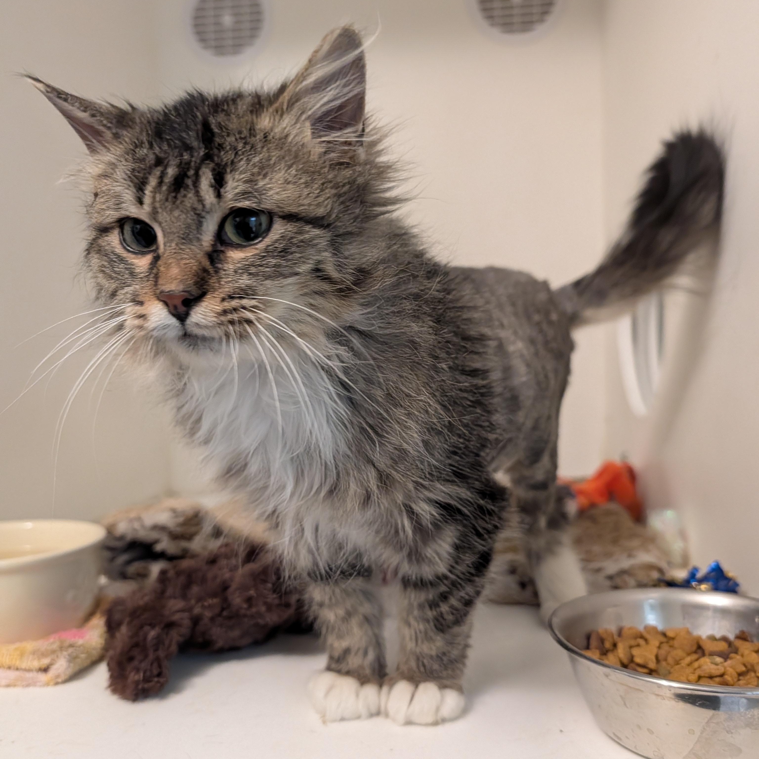 Finn, Adoptable, Kitten Male Domestic Long Hair.